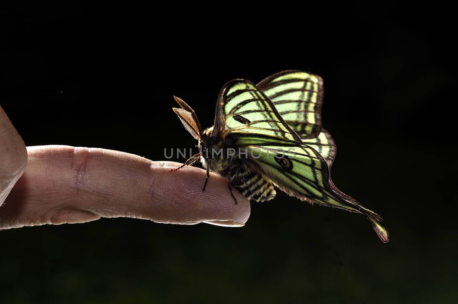 Elizabethan butterfly (Graellsia isabelae), on one finger, Spain by jalonsohu@gmail.com