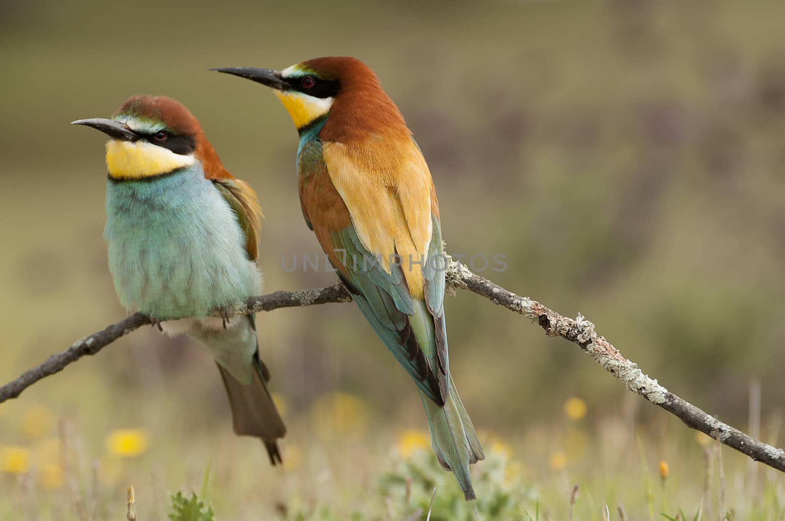 European bee-eater (Merops apiaster), couple perched on a branch