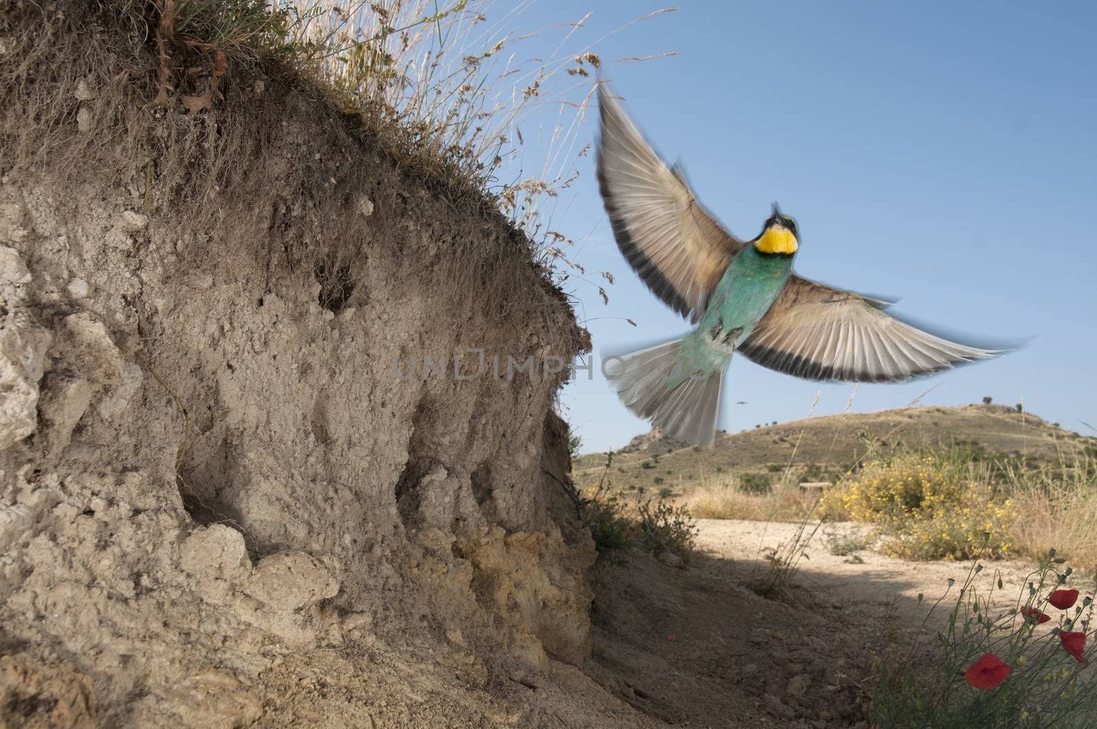 European bee-eater (Merops apiaster), flying out of its nest  by jalonsohu@gmail.com