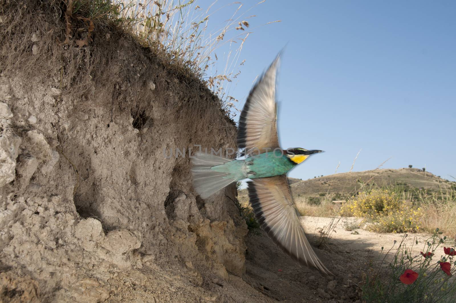 European bee-eater (Merops apiaster), flying out of its nest