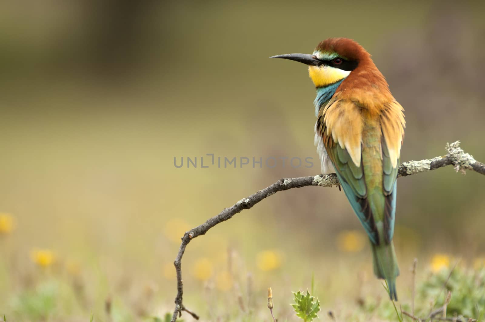 European bee-eater (Merops apiaster), perched on a branch with a dragonfly