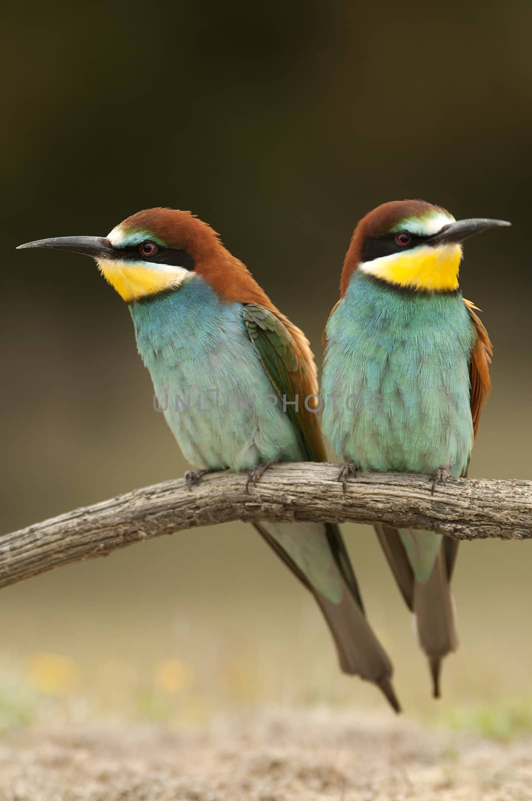 European bee-eater (Merops apiaster), couple perched on a branch