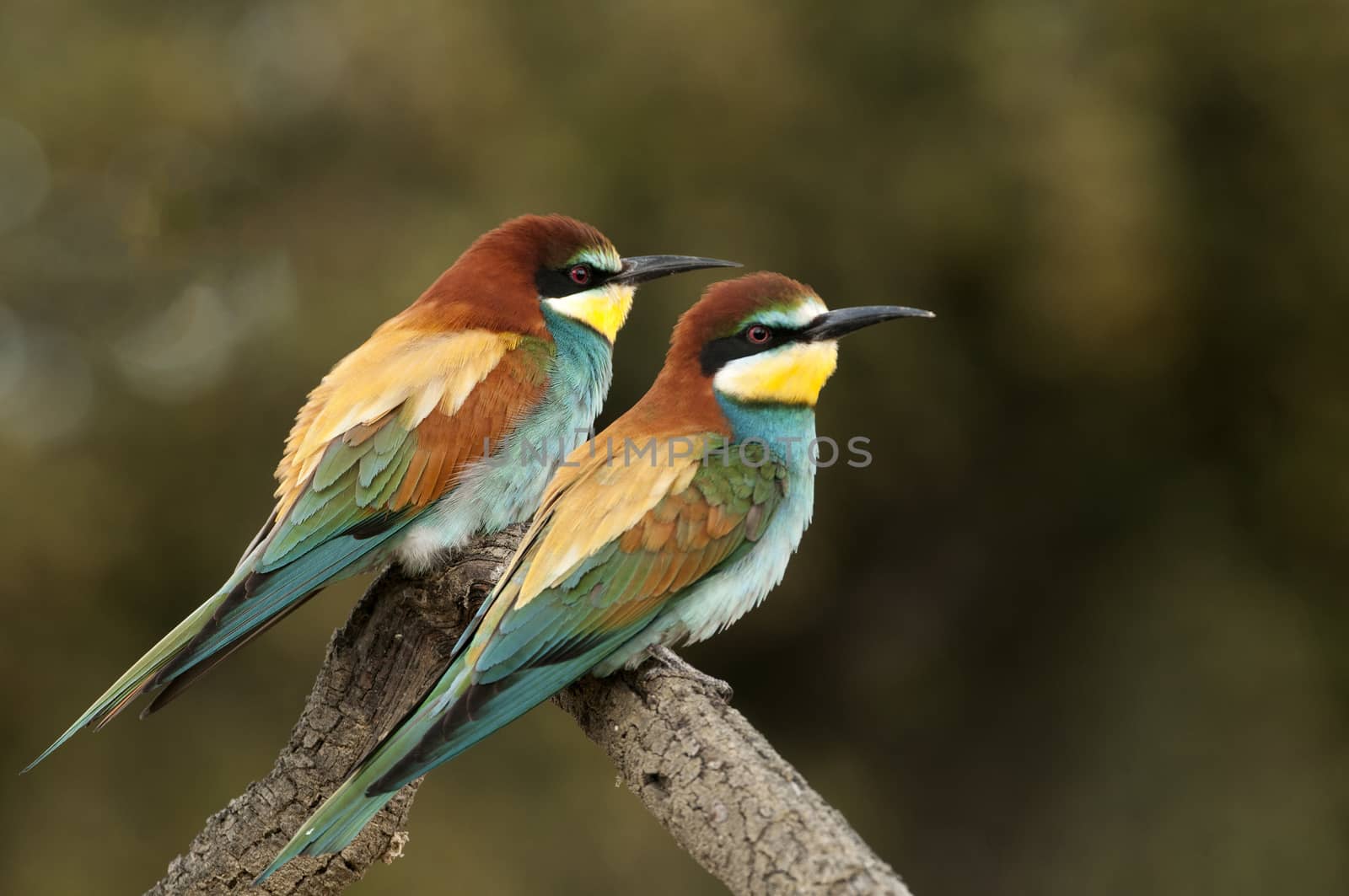 European bee-eater (Merops apiaster), couple perched on a branch by jalonsohu@gmail.com