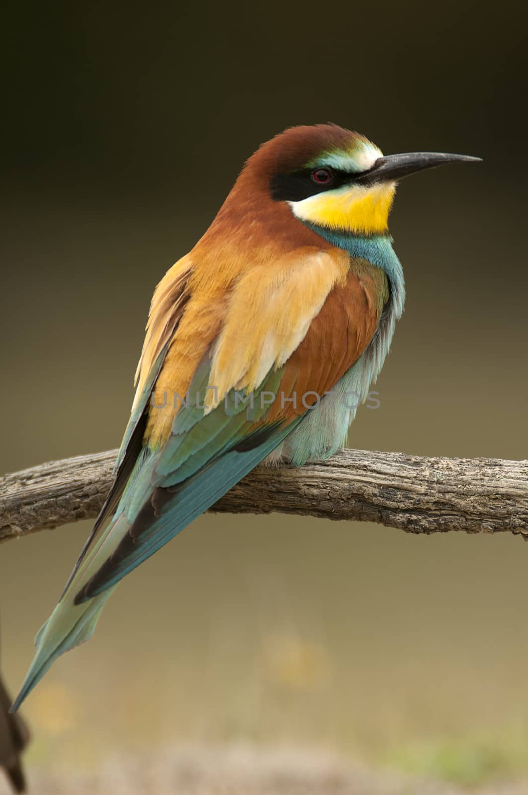 European bee-eater (Merops apiaster), Perched on a branch with a by jalonsohu@gmail.com