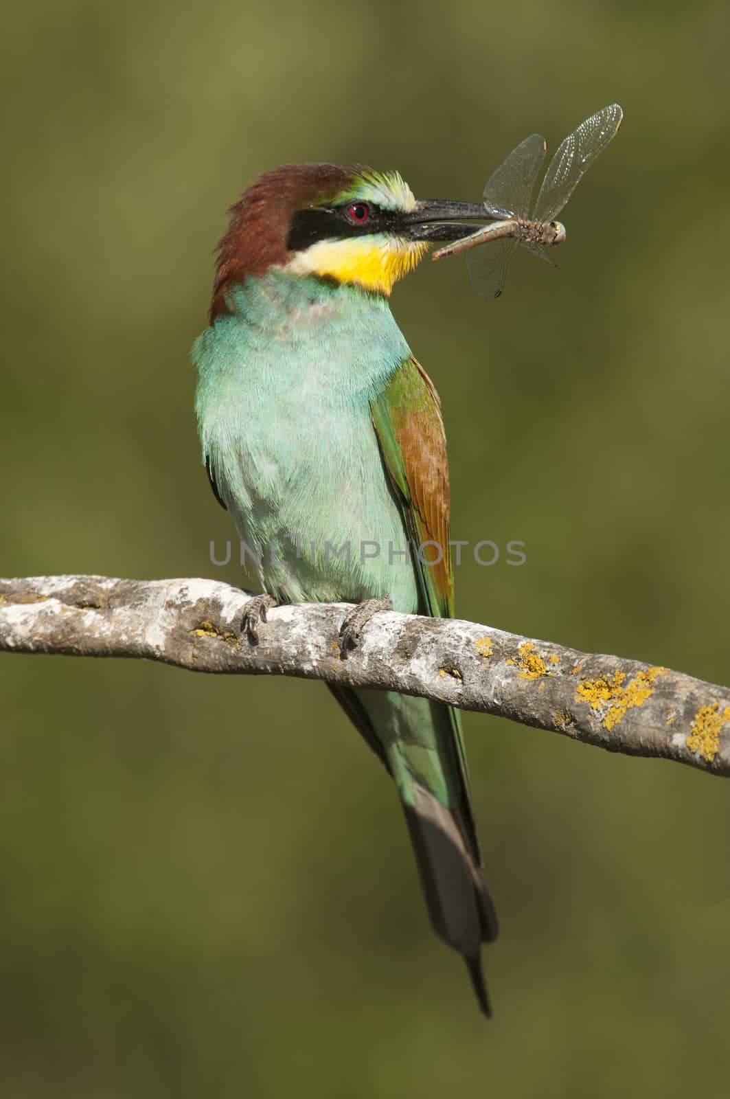 European bee-eater (Merops apiaster), perched on a branch with a dragonfly