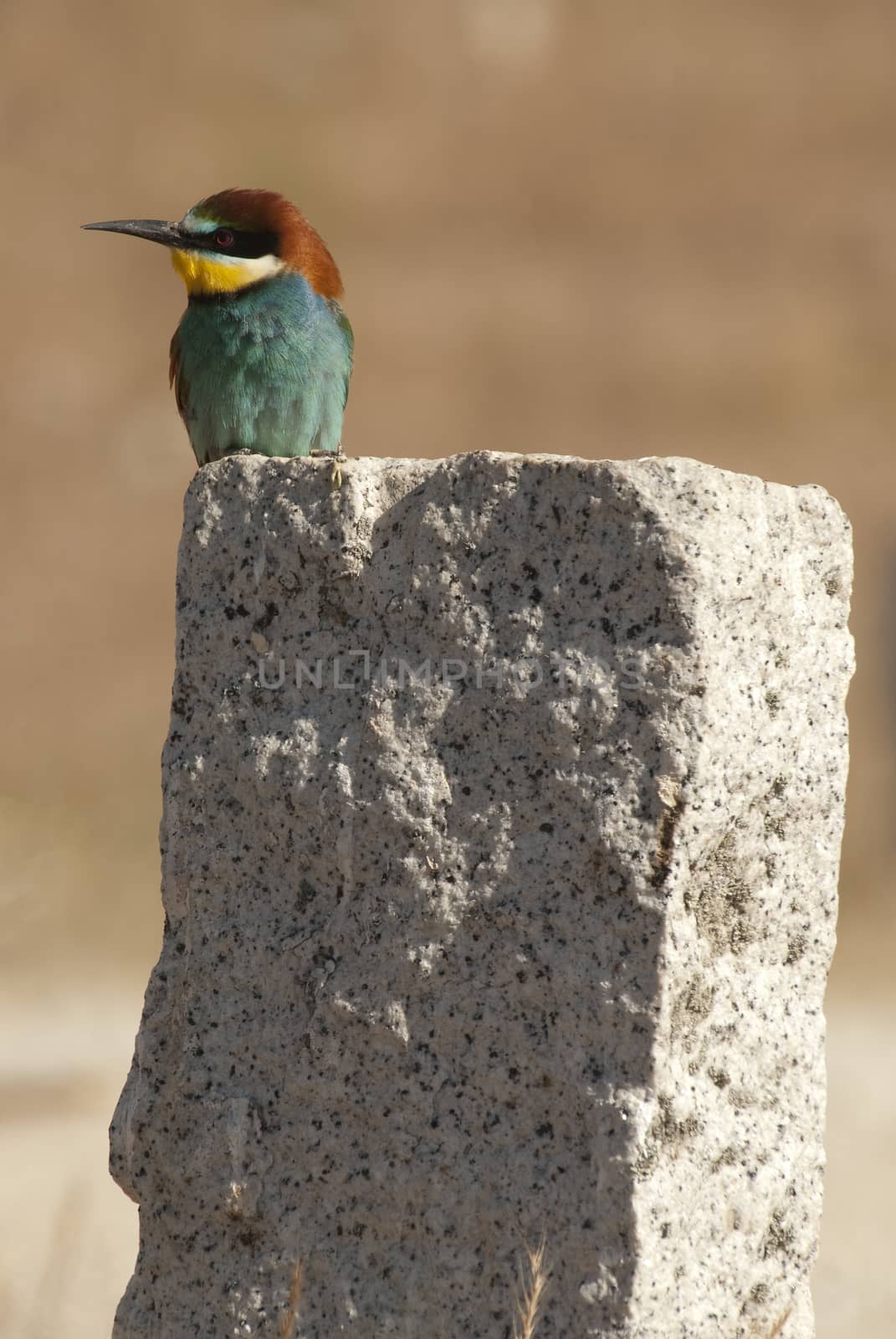 European bee-eater (Merops apiaster), perched on a rock  by jalonsohu@gmail.com