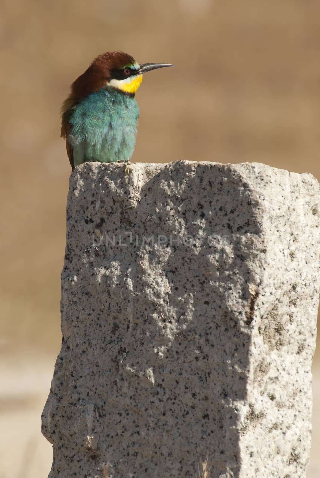 European bee-eater (Merops apiaster), perched on a rock  by jalonsohu@gmail.com
