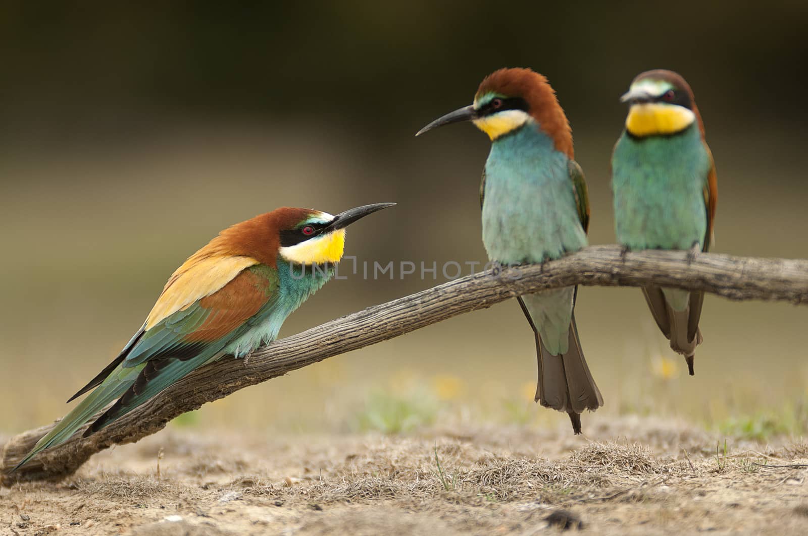European bee-eater (Merops apiaster), three perched on a branch, fight