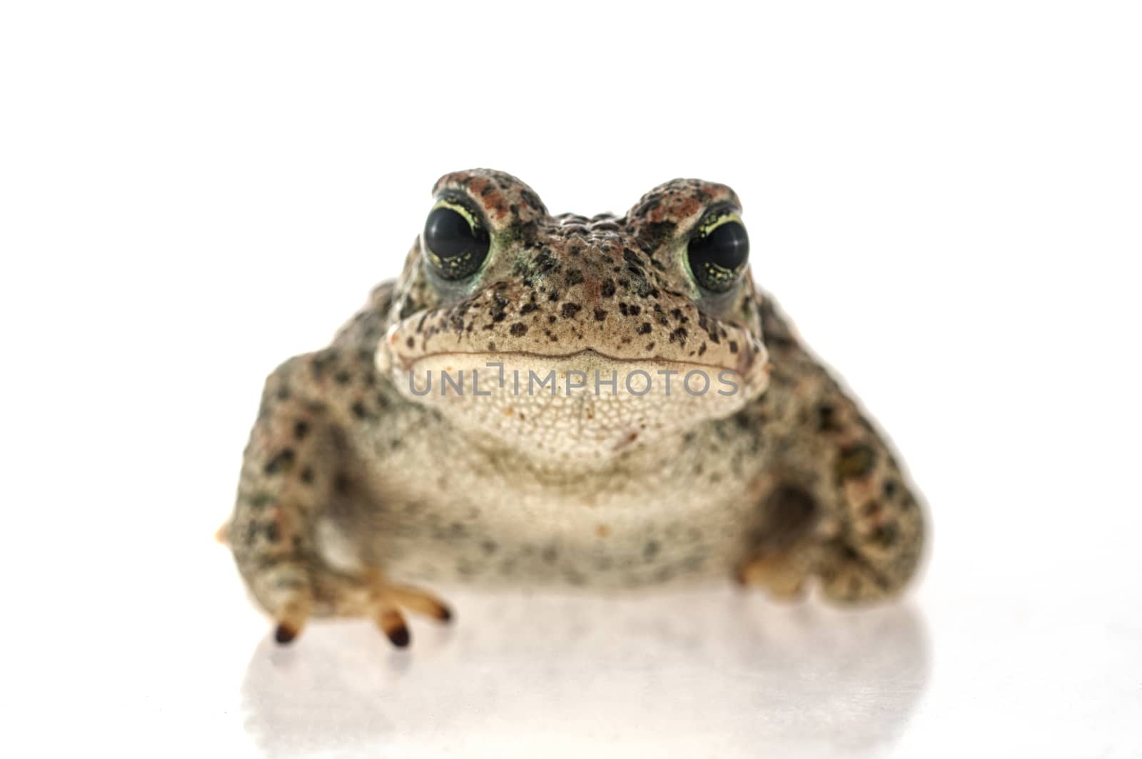 Natterjack toad (Epidalea calamita) with White background by jalonsohu@gmail.com