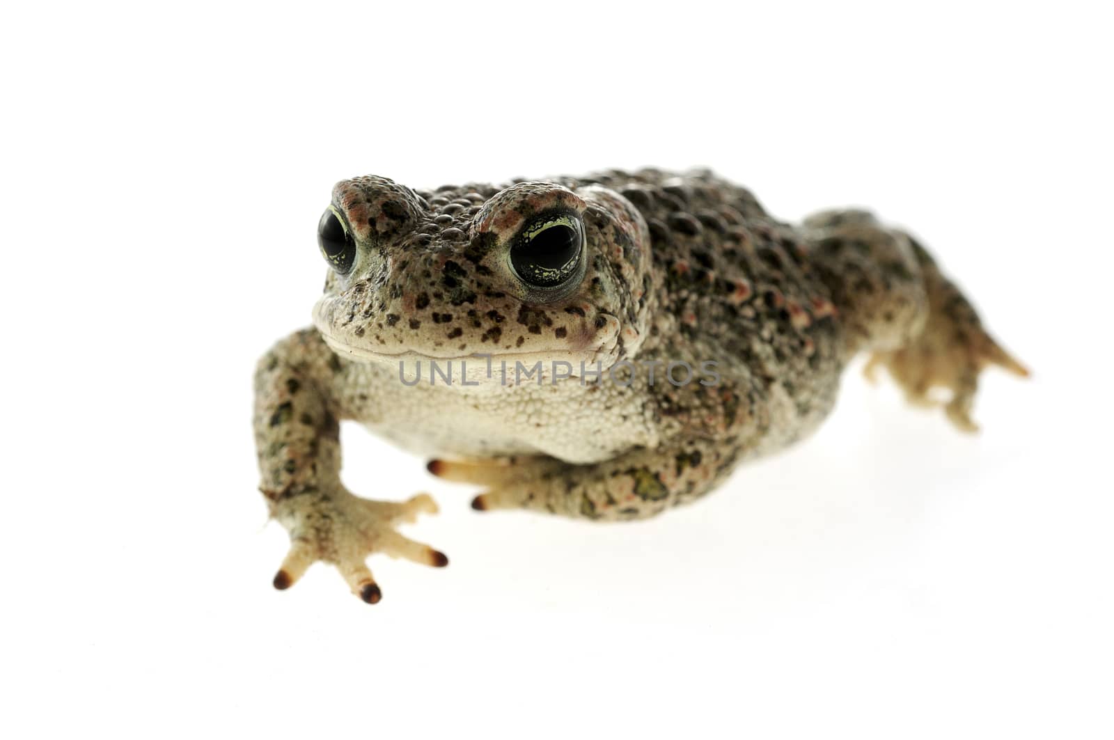 Natterjack toad (Epidalea calamita) with White background