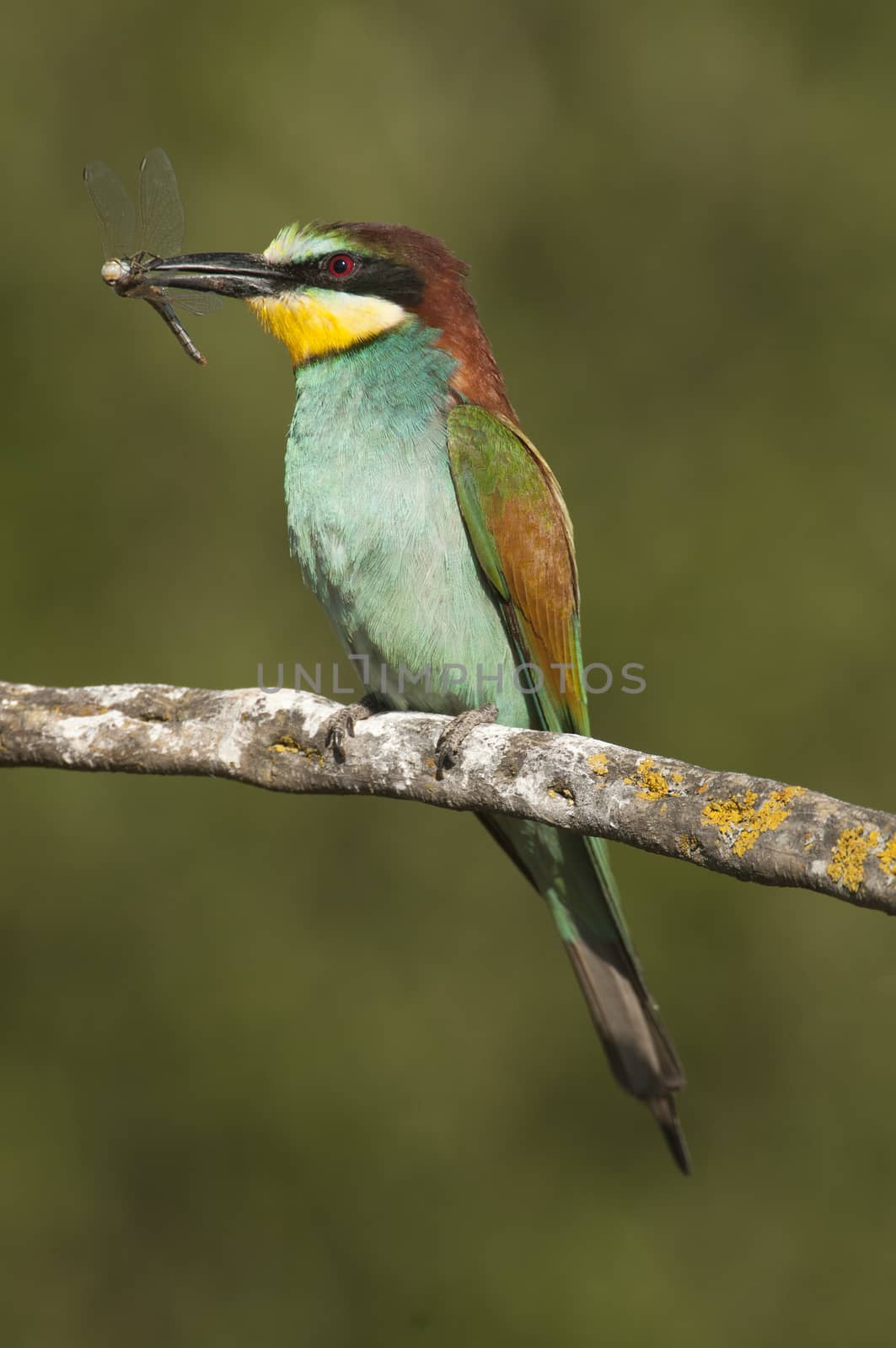 European bee-eater (Merops apiaster), Perched on a branch with a