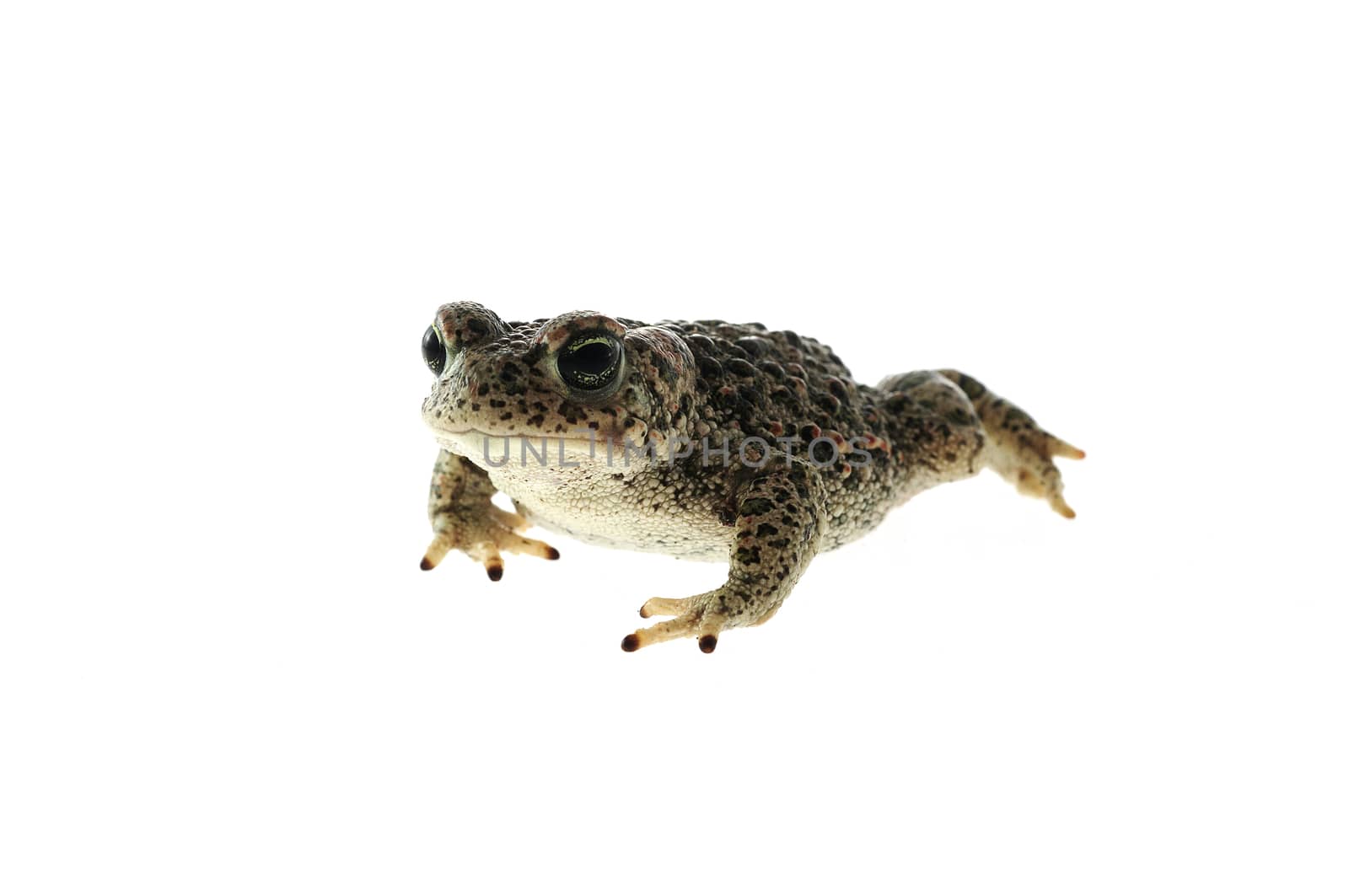 Natterjack toad (Epidalea calamita) with White background by jalonsohu@gmail.com