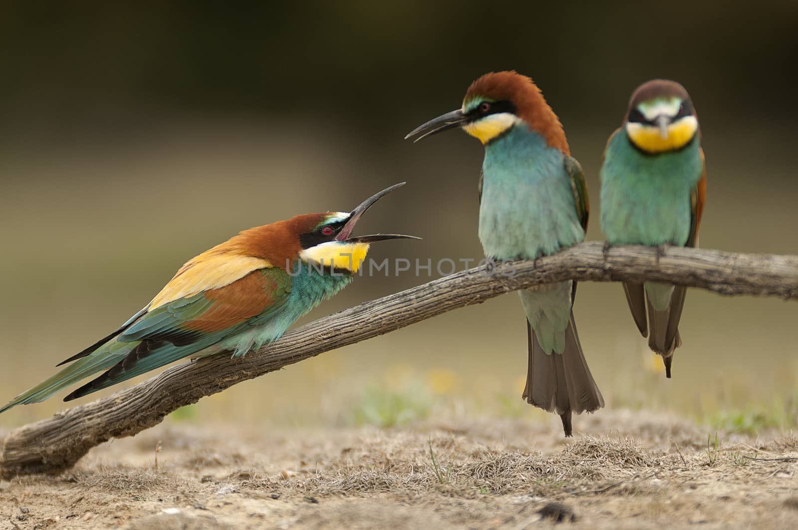 European bee-eater (Merops apiaster), three perched on a branch, by jalonsohu@gmail.com