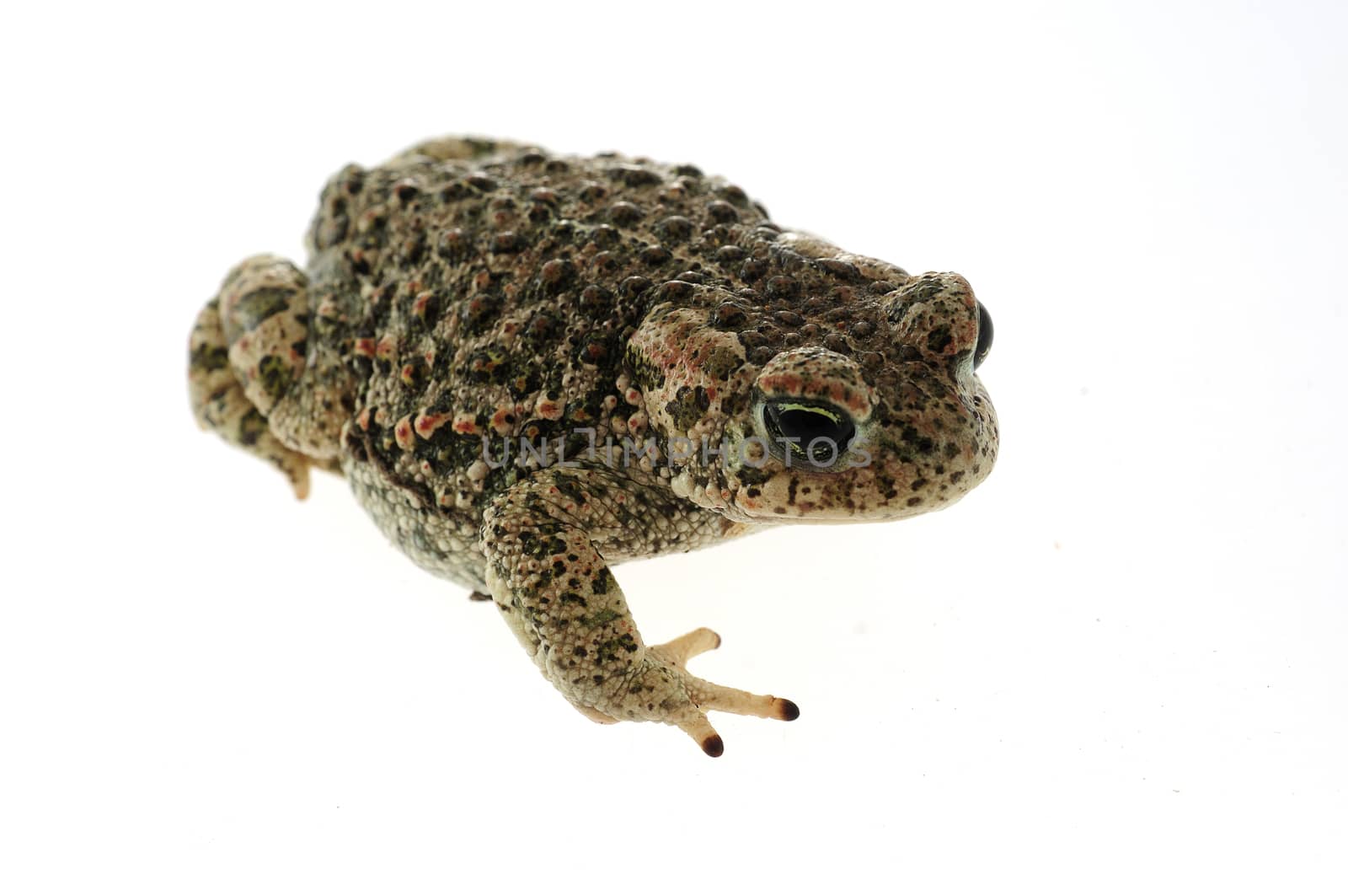 Natterjack toad (Epidalea calamita) with White background