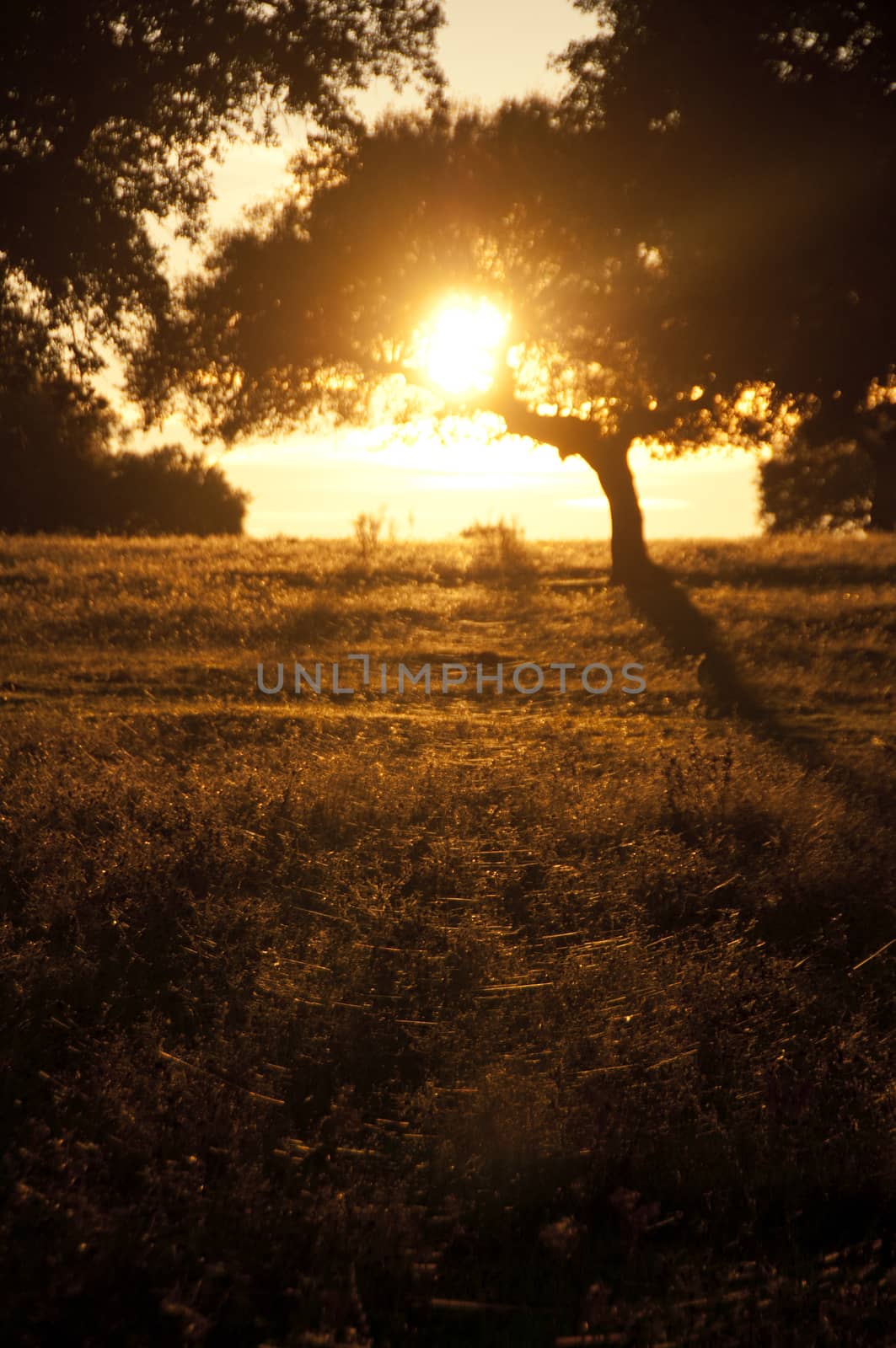 Landscape of the meadow, sunset between oaks by jalonsohu@gmail.com