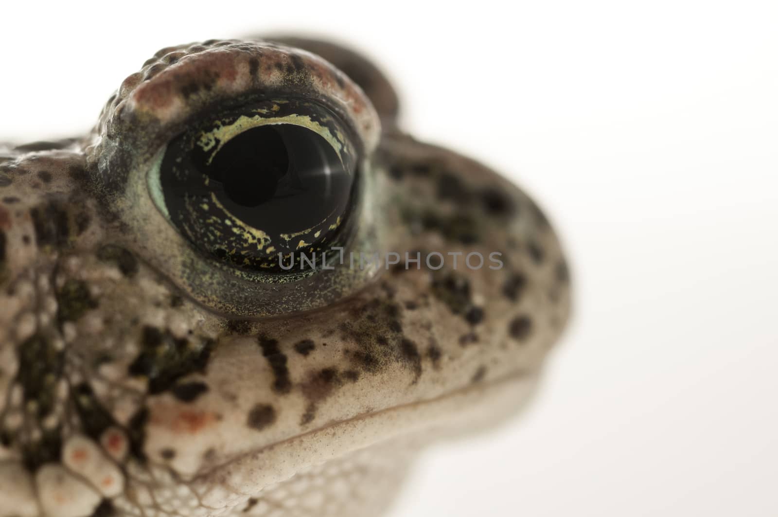 Natterjack toad (Epidalea calamita) with White background, Eye D by jalonsohu@gmail.com