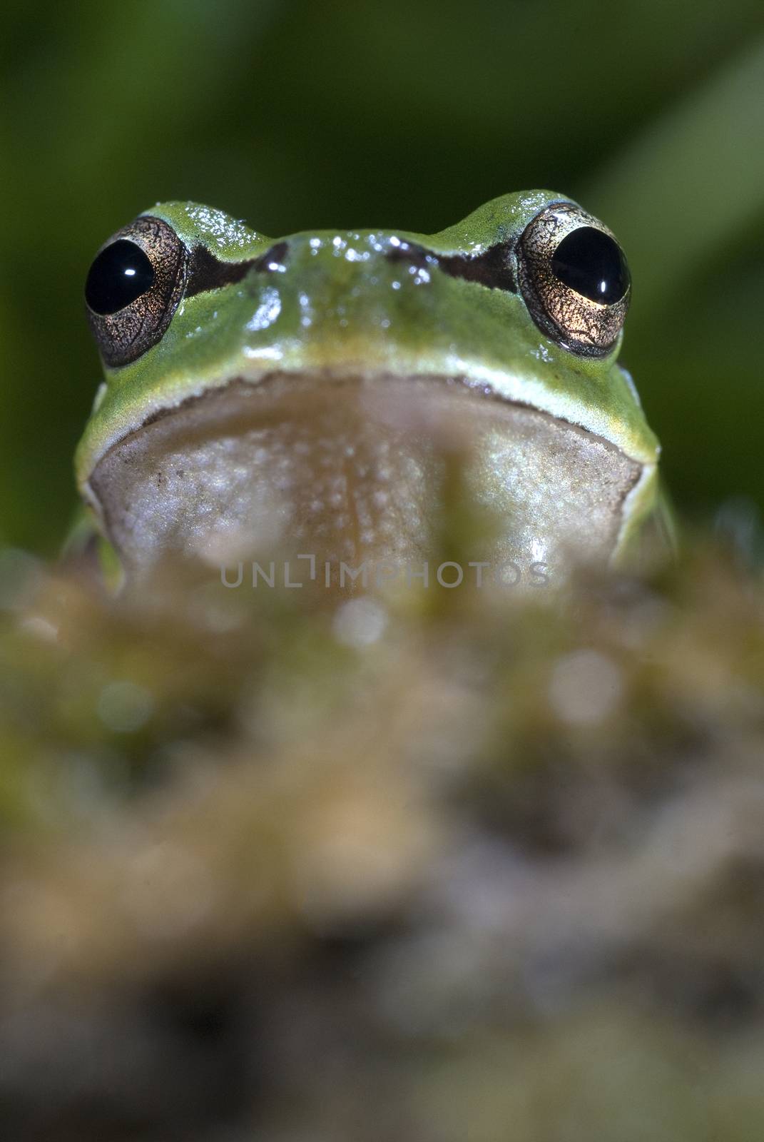 Nice amphibian green European tree frog, Hyla arborea, details of the eyes, portrait