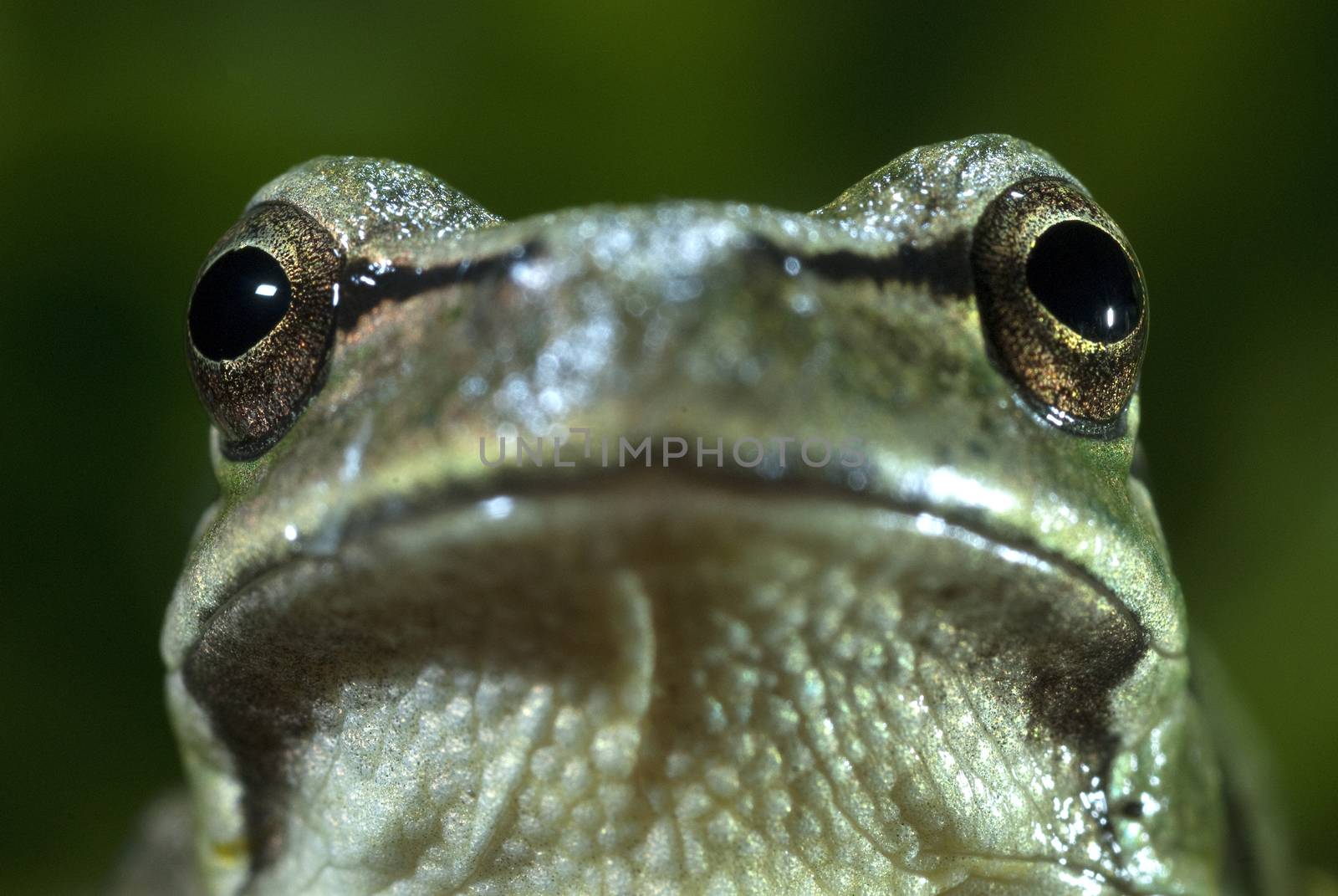 Nice amphibian green European tree frog, Hyla arborea, details o by jalonsohu@gmail.com