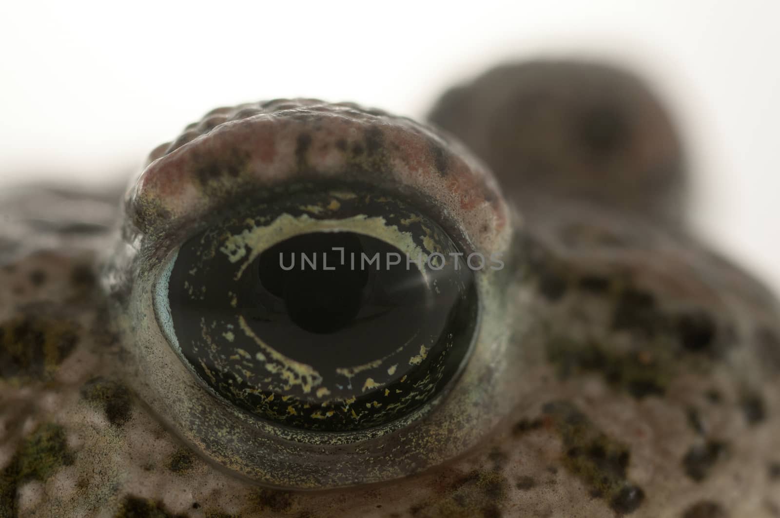 Natterjack toad (Epidalea calamita) with White background, Eye Detail