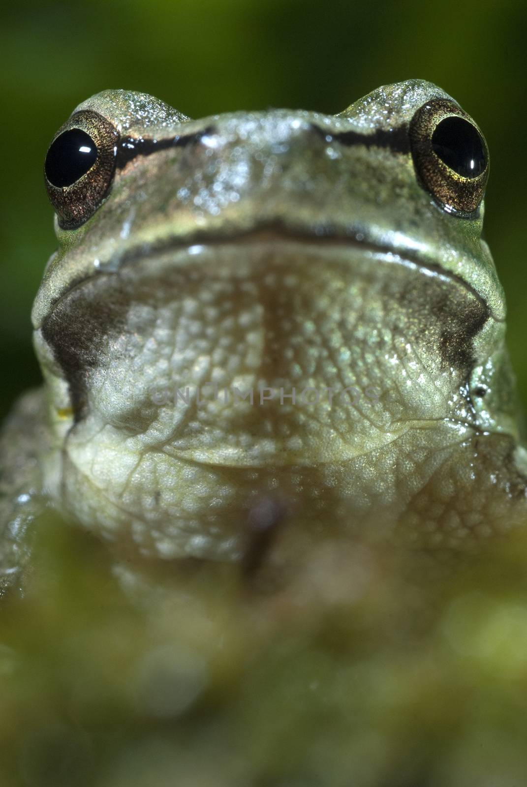 Nice amphibian green European tree frog, Hyla arborea, details of the eyes, portrait