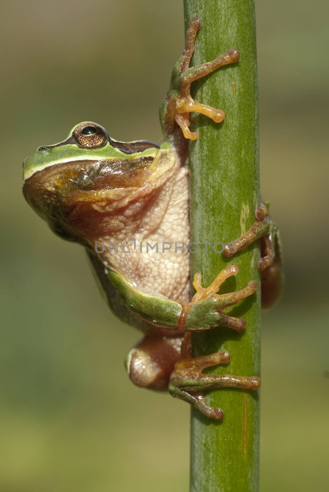 Pretty amphibian green European tree frog, Hyla arborea, sitting by jalonsohu@gmail.com