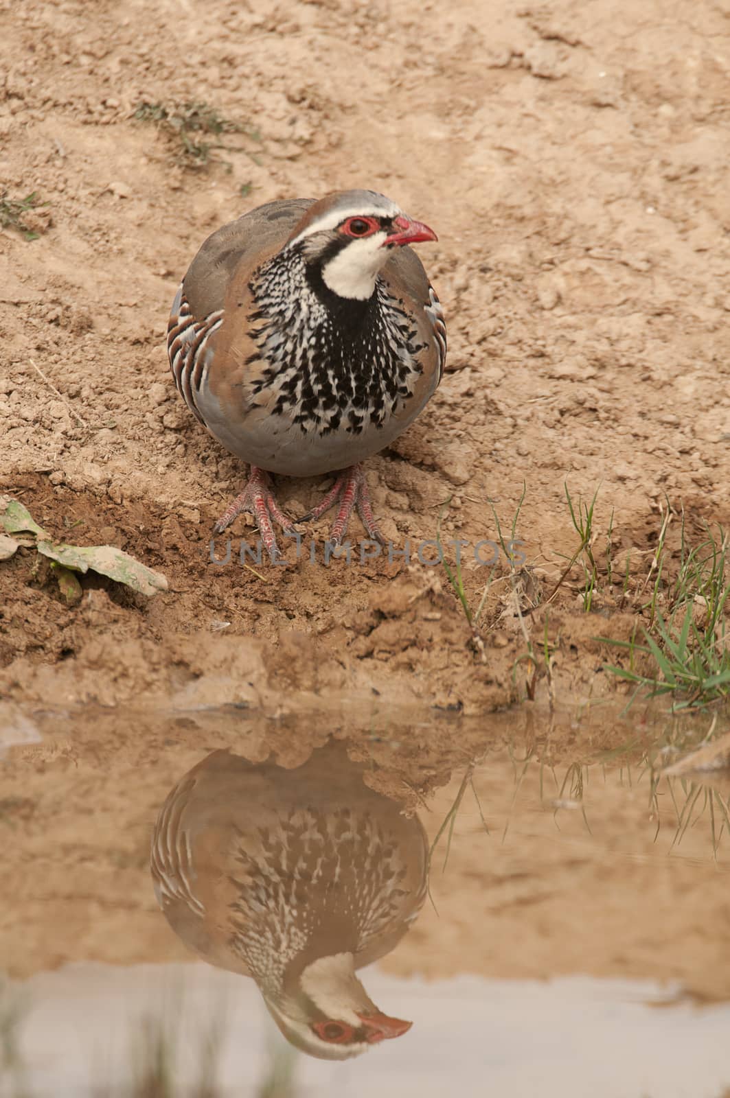 The red-legged, Alectoris rufa, drinking water by jalonsohu@gmail.com