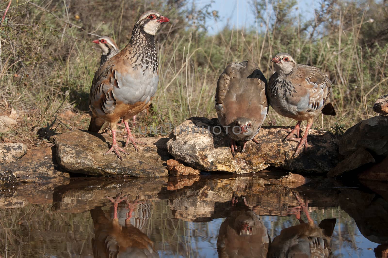 The red-legged, Alectoris rufa, family drinking water by jalonsohu@gmail.com