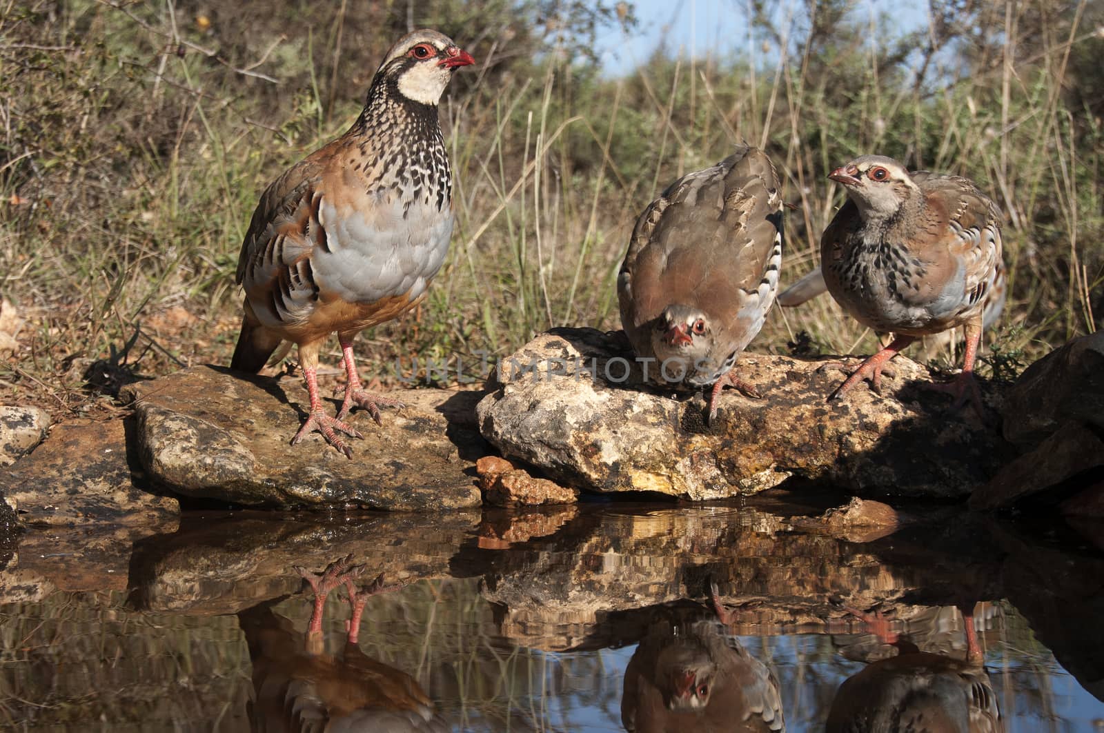 The red-legged, Alectoris rufa, family drinking water