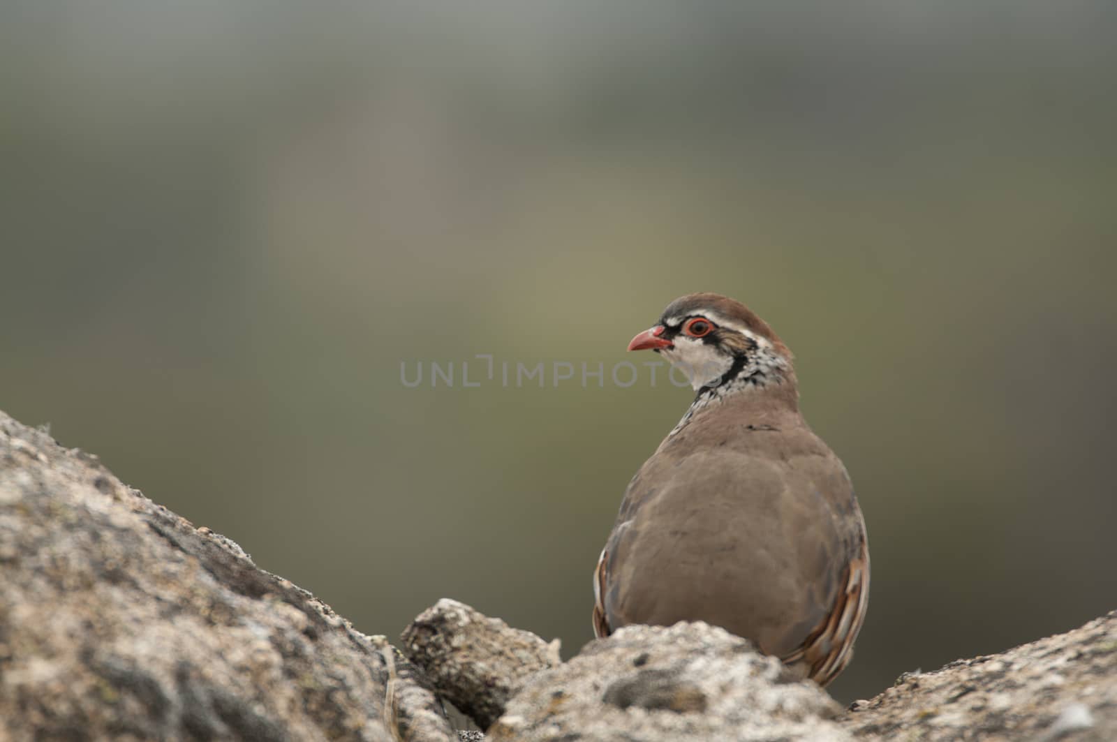 The red-legged, Alectoris rufa, resting  by jalonsohu@gmail.com