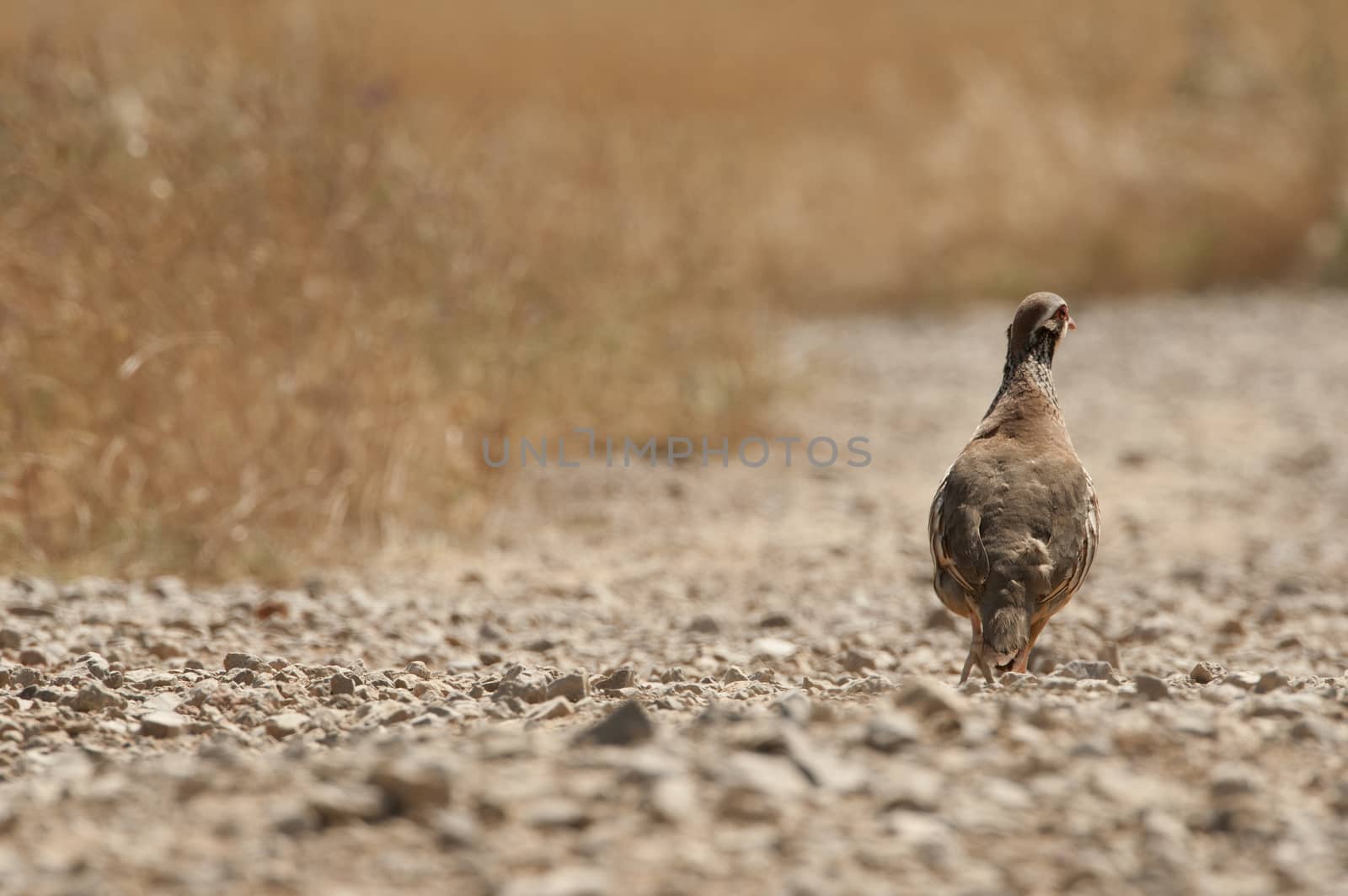 The red-legged, Alectoris rufa, walking through the countryside by jalonsohu@gmail.com