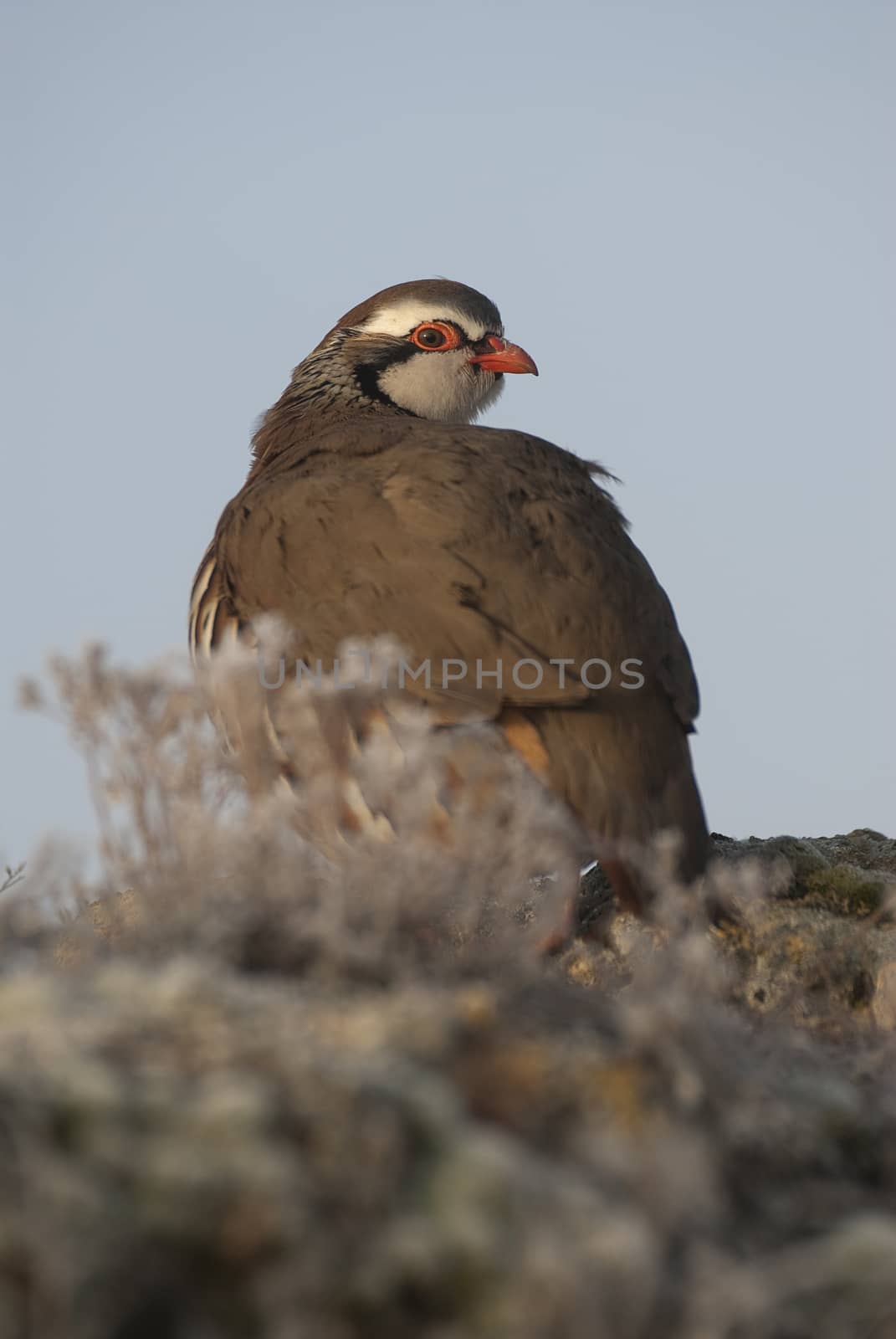 The red-legged, Alectoris rufa, resting  by jalonsohu@gmail.com