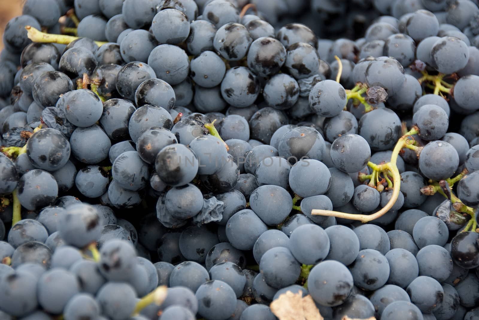 harvesting, black grapes, bunches of grapes, for red wine