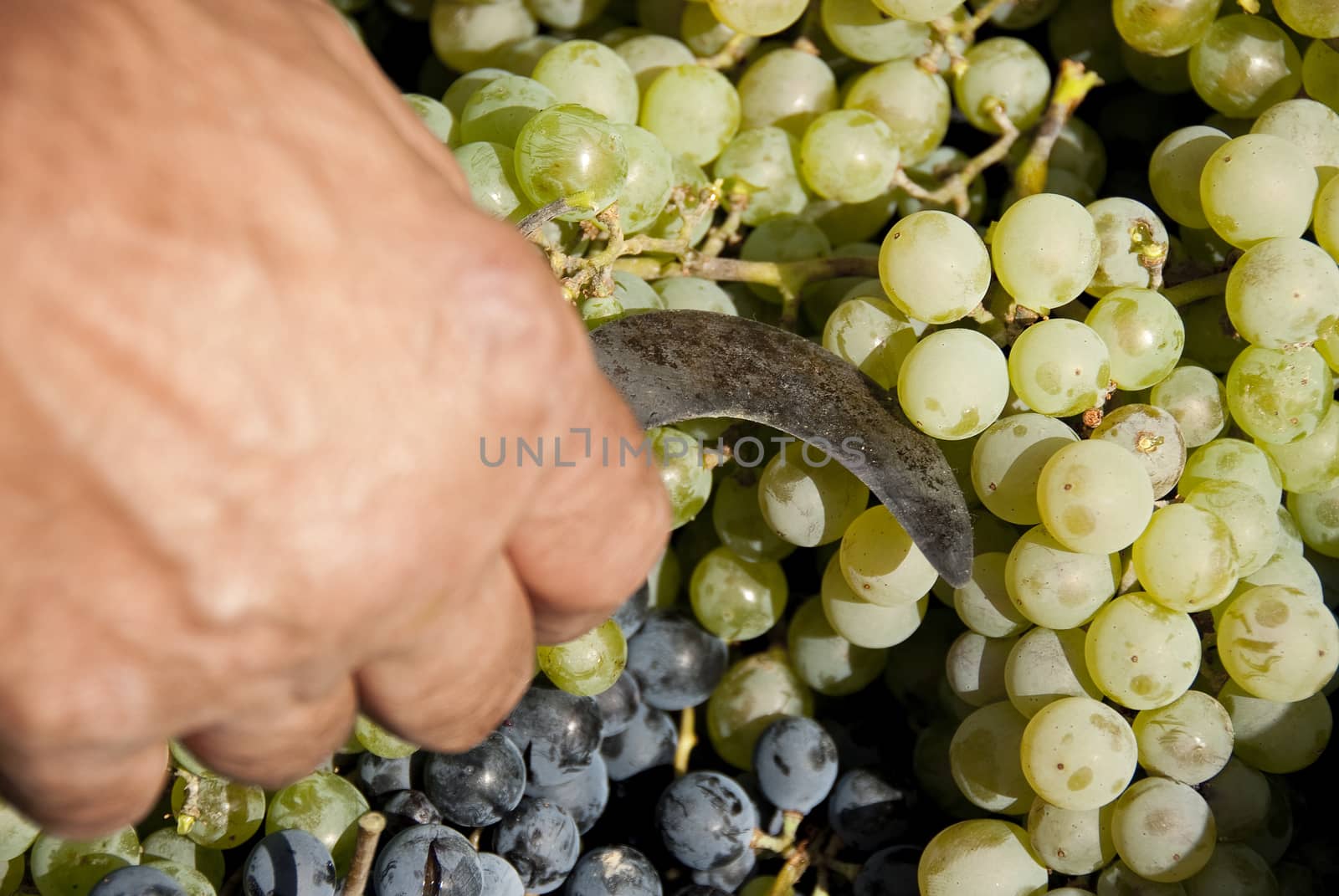 harvesting, black grapes, bunches of grapes, white grapes, tool for harvesting by jalonsohu@gmail.com