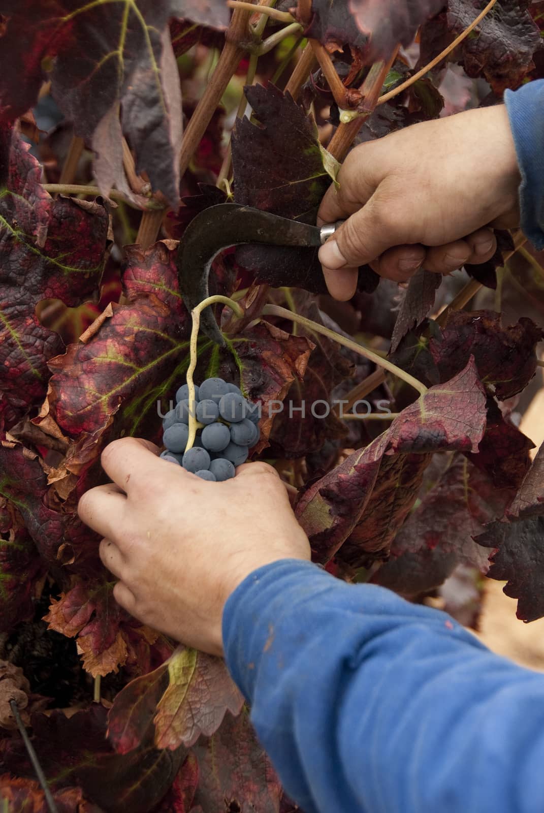 Harvesting, vintage, cutting bunch of grapes for wine in vineyard