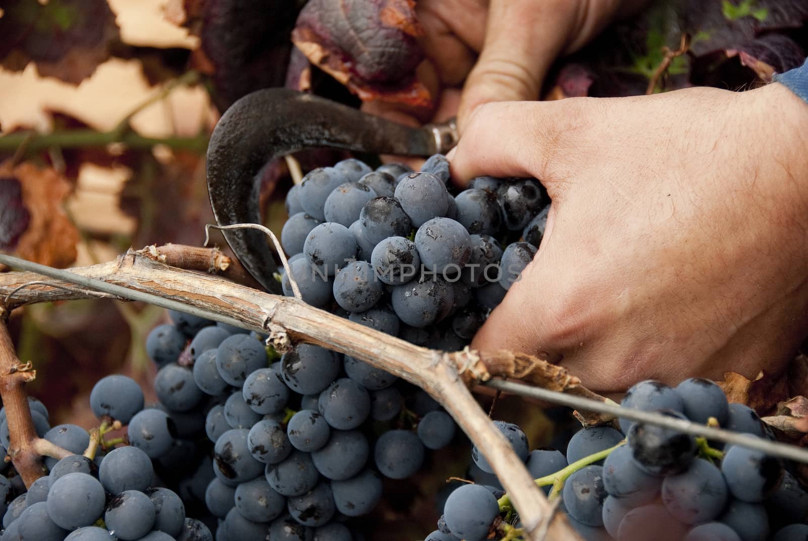 Harvesting, cutting bunch of grapes for wine in vineyard,vintage by jalonsohu@gmail.com