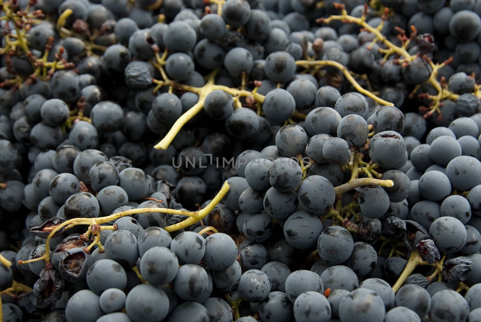 harvesting, black grapes, bunches of grapes, for red wine by jalonsohu@gmail.com