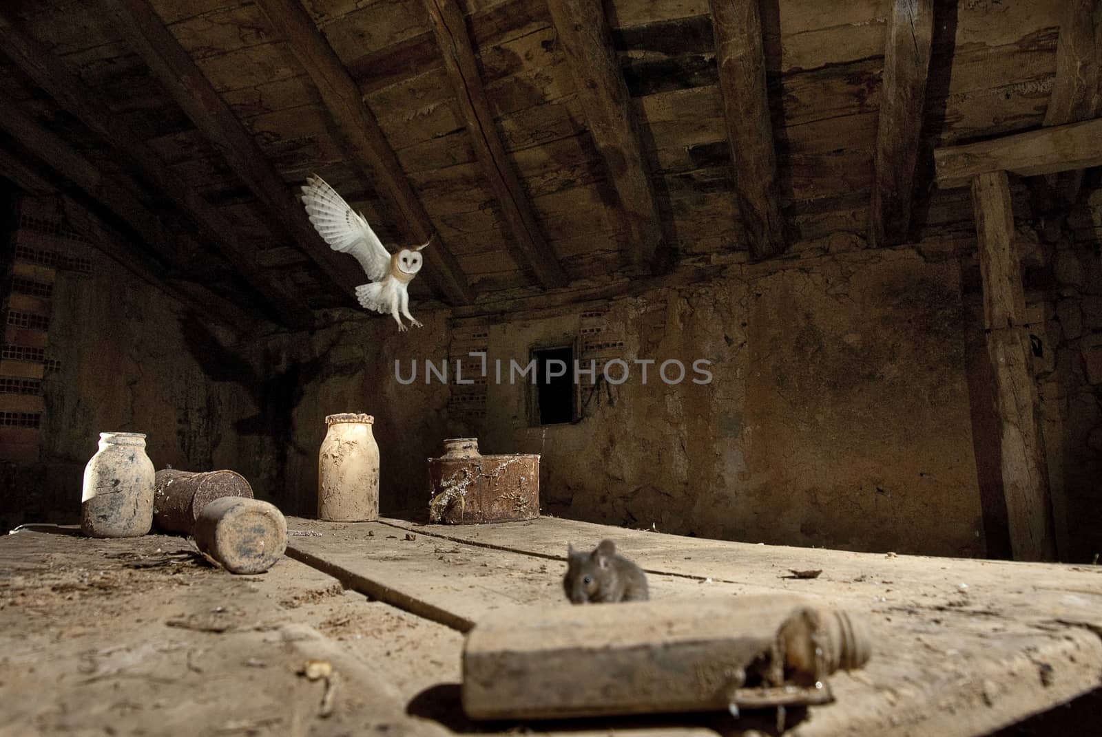 A hunting owl (Tyto alba), hunting mice in an old barn, in flight, flying at night