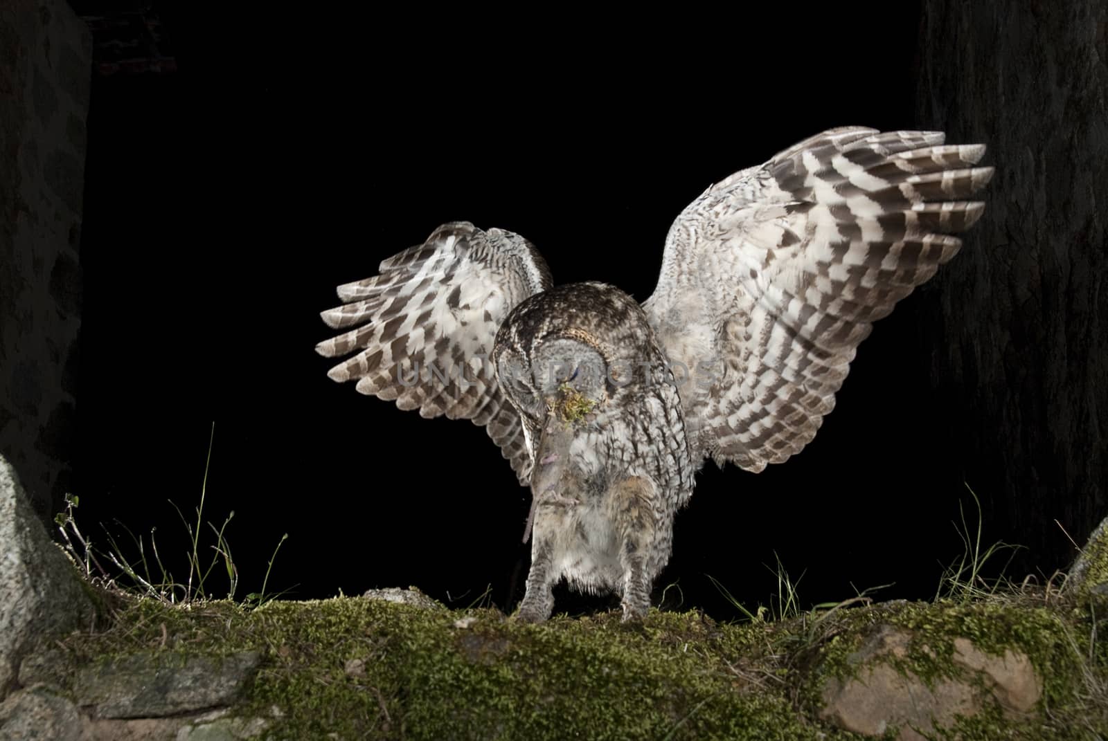 A Tawny owl, hunting mouse, rural environment, flying by jalonsohu@gmail.com