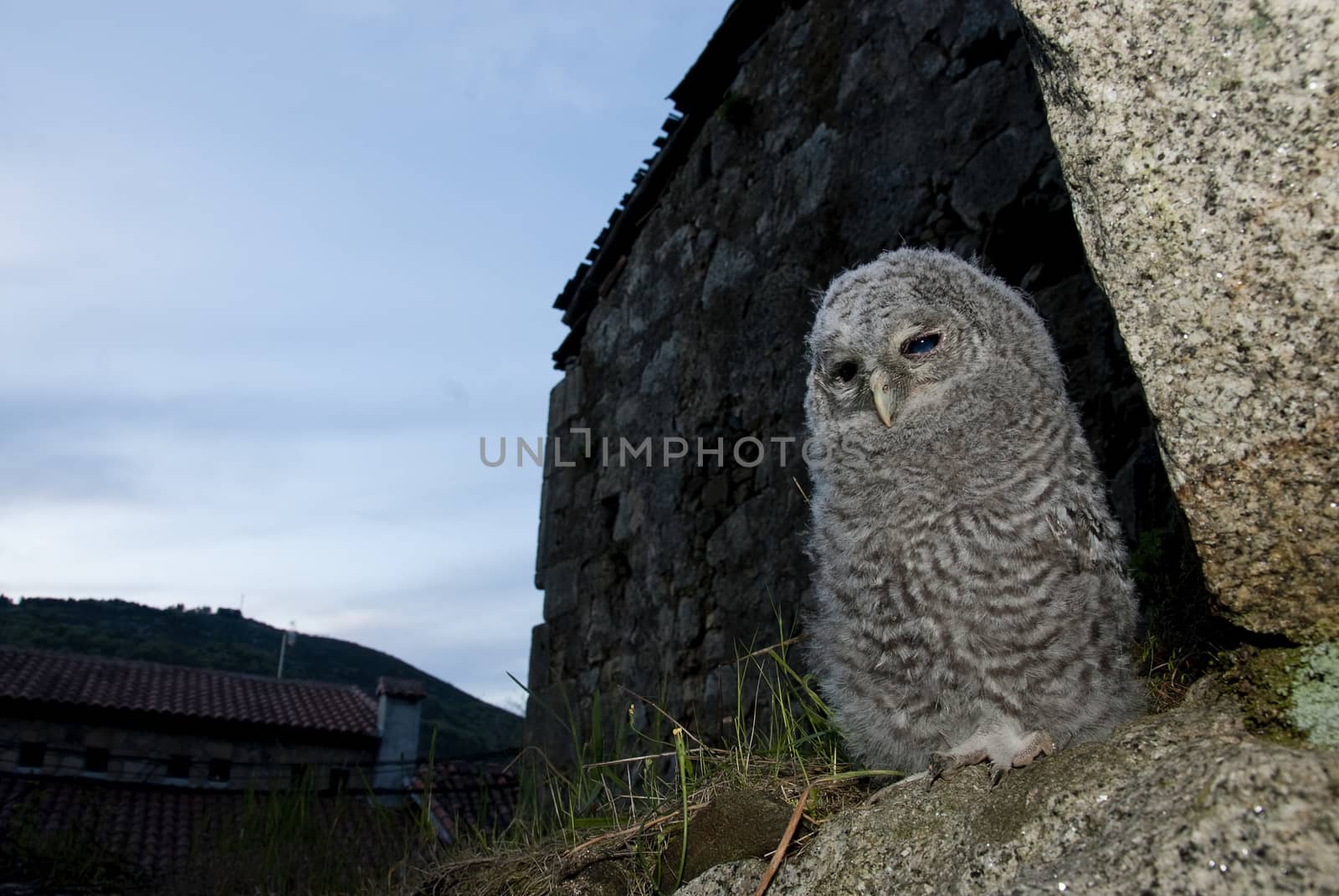 A young Tawny owl, waiting for his parents' food, rural setting