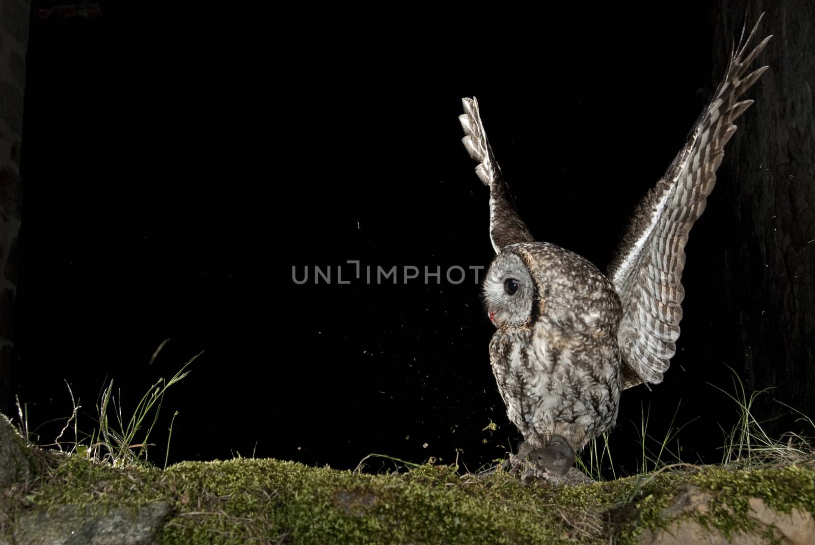 A Tawny owl, hunting mouse, rural environment, flying
