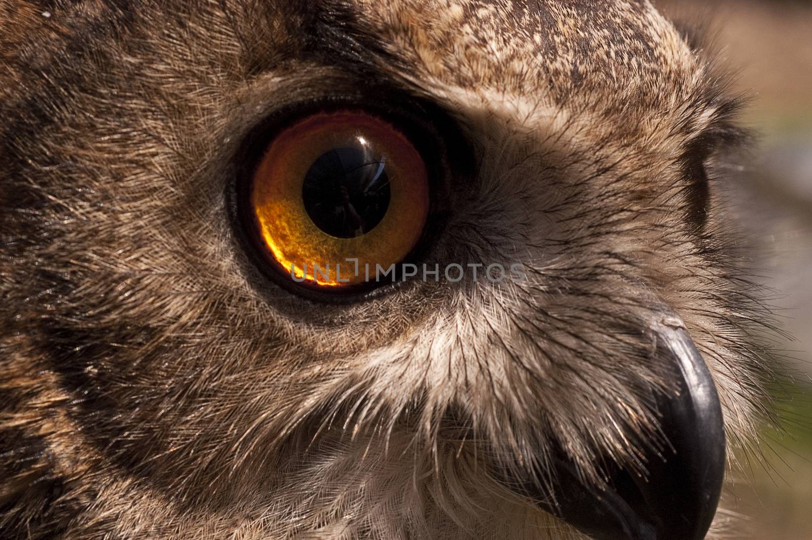 Eurasian owl (Bubo bubo) eagle owl, portrait of head and eyes by jalonsohu@gmail.com