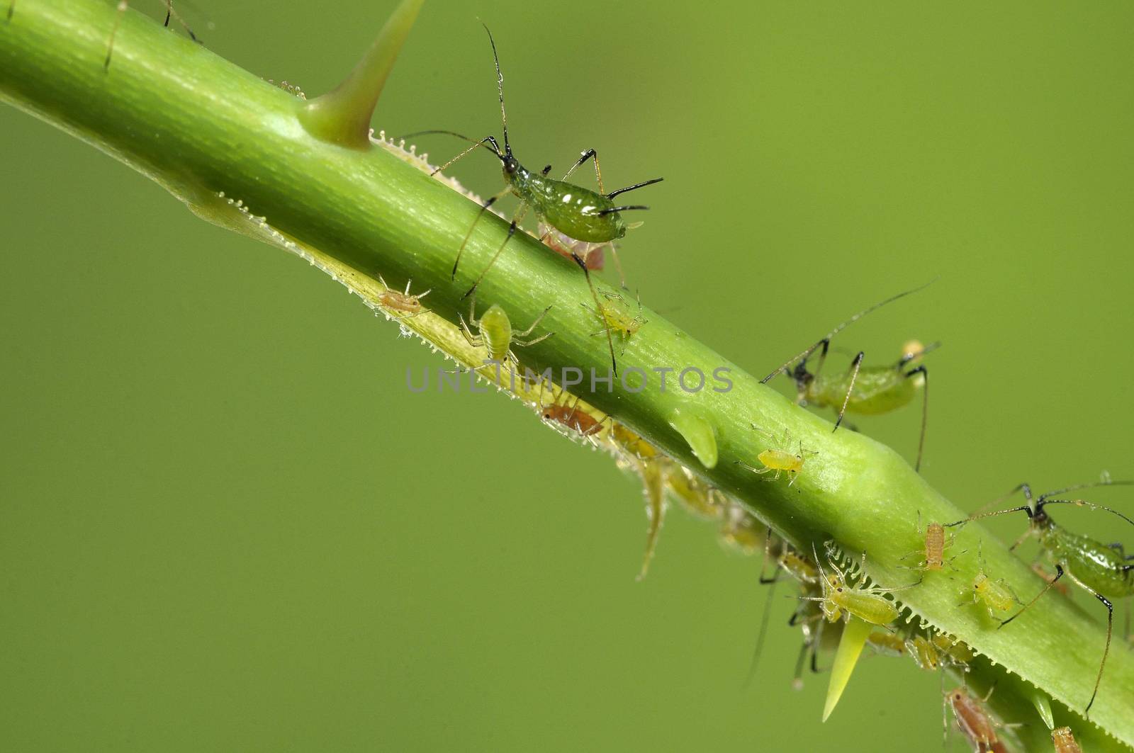 aphids on a branch, orchard, garden insects, rose