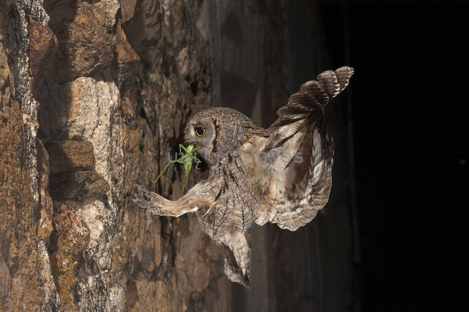 Eurasian Scops Owl, small owl, flying and hunting, with an insect grasshopper in the beak, night scene