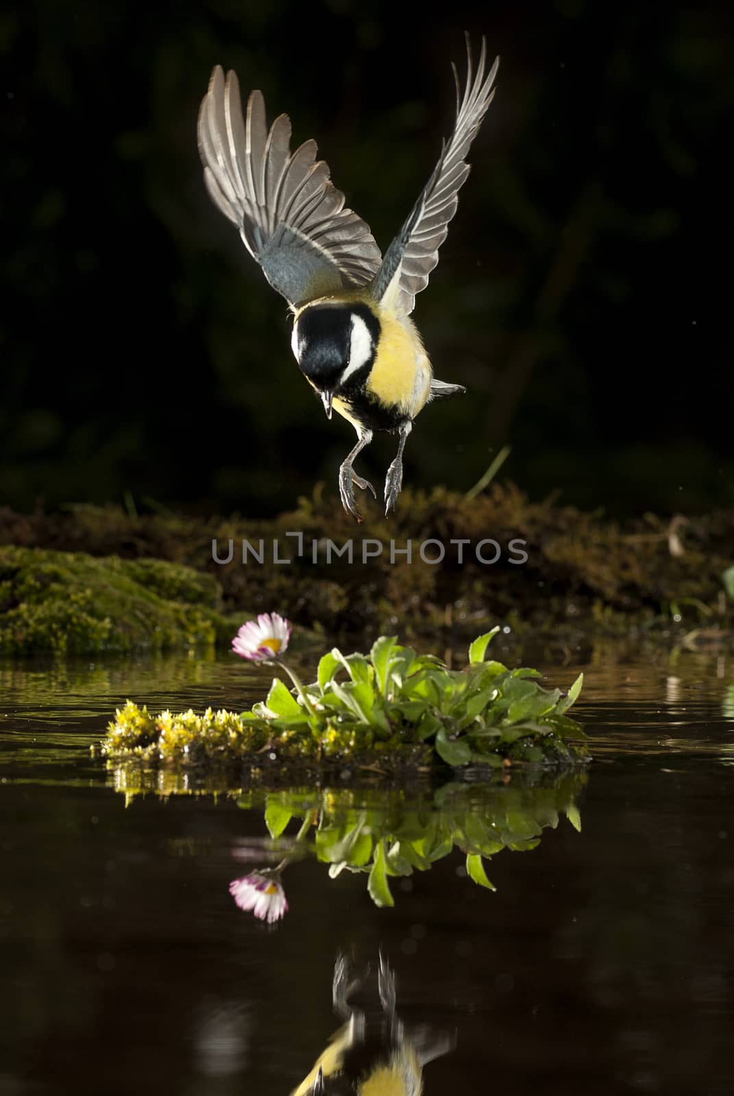 Great tit (Parus major). Garden bird, flying and reflected in th by jalonsohu@gmail.com