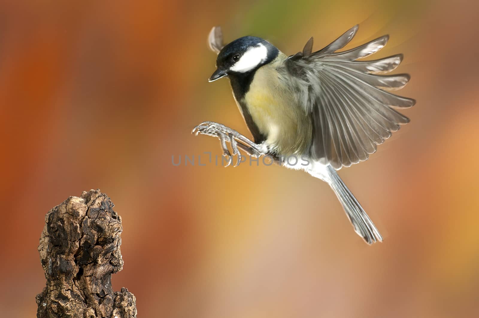 Great tit (Parus major). Garden bird, flying and fall colors, in flight