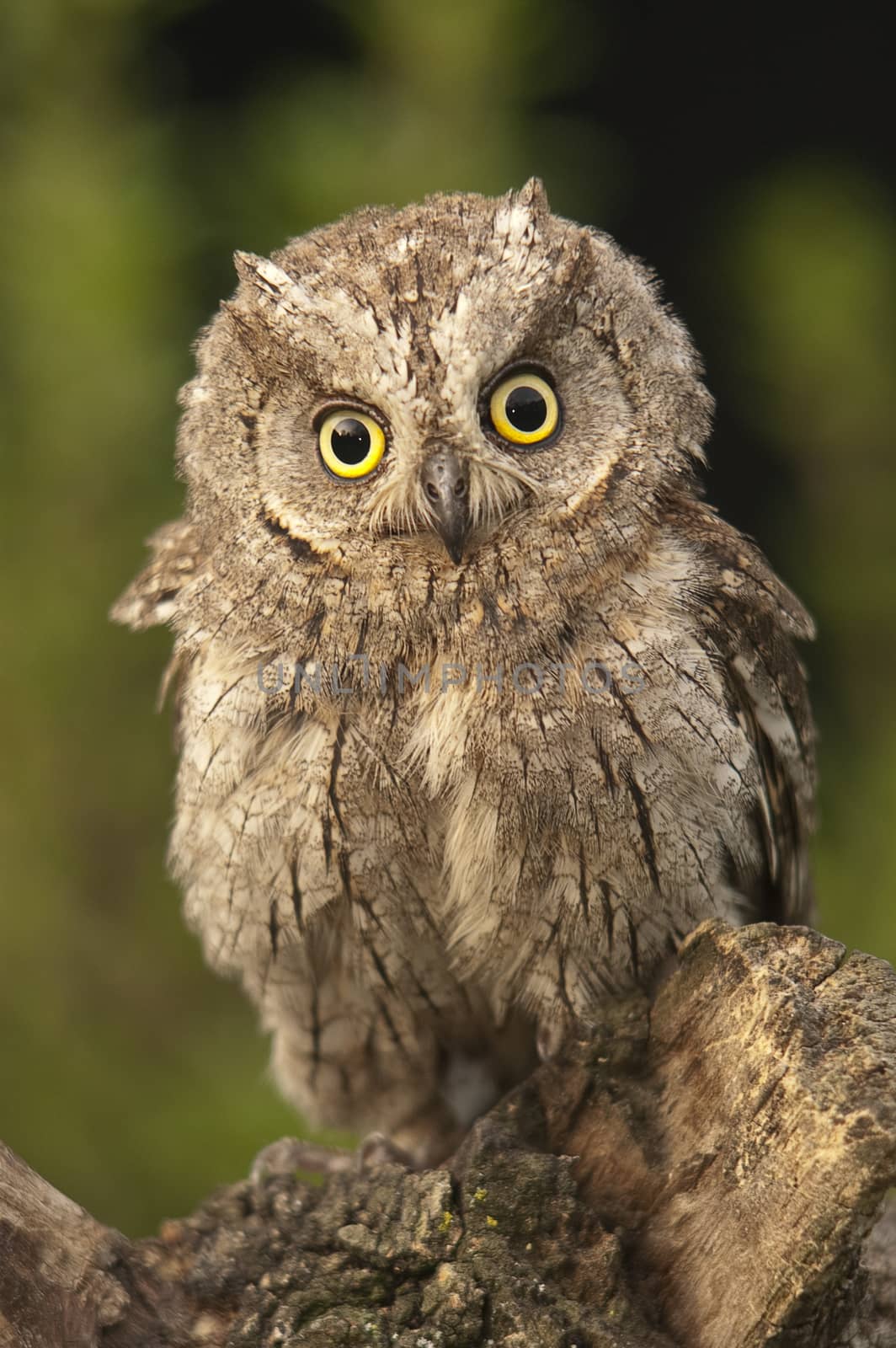 Otus scops, Eurasian Scops Owl, small owl, perched on a branch