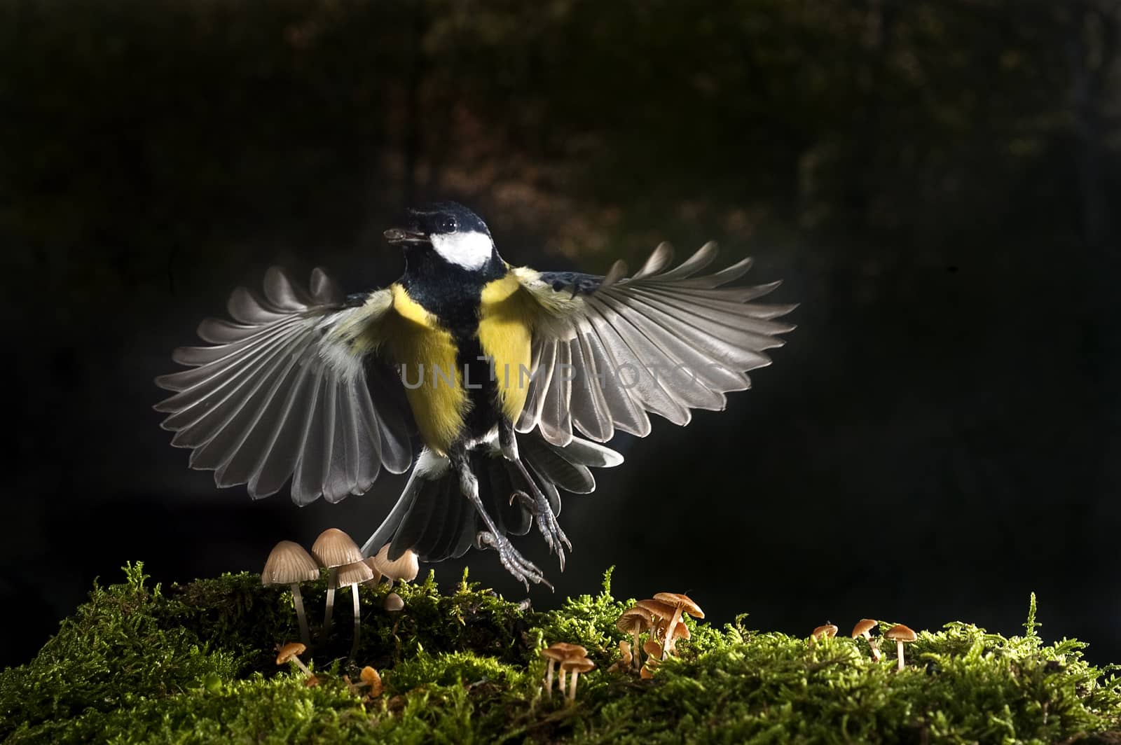 Great tit (Parus major). Garden bird, Flying over small autumn mushrooms