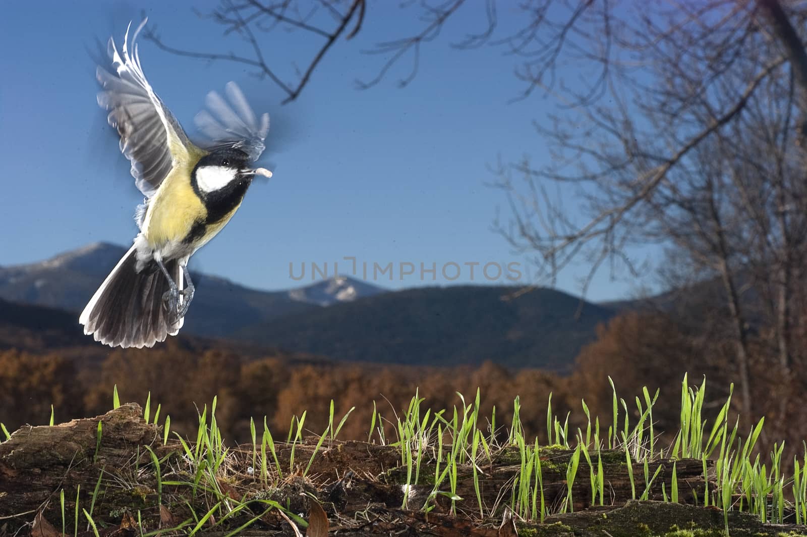 Great tit (Parus major). Garden bird, Flying with mountain and f by jalonsohu@gmail.com