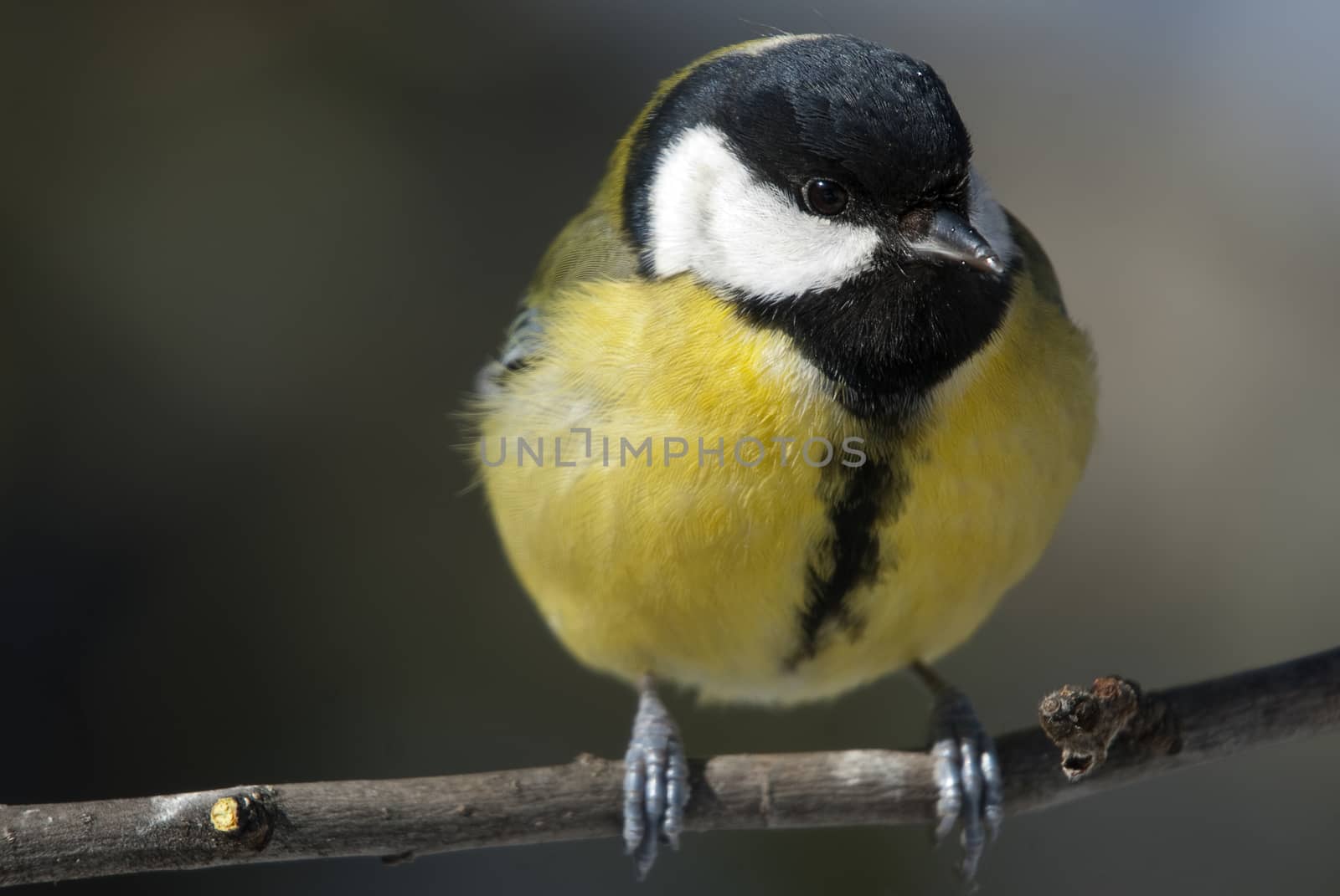 Great tit (Parus major). Garden bird, perched on a tree branch