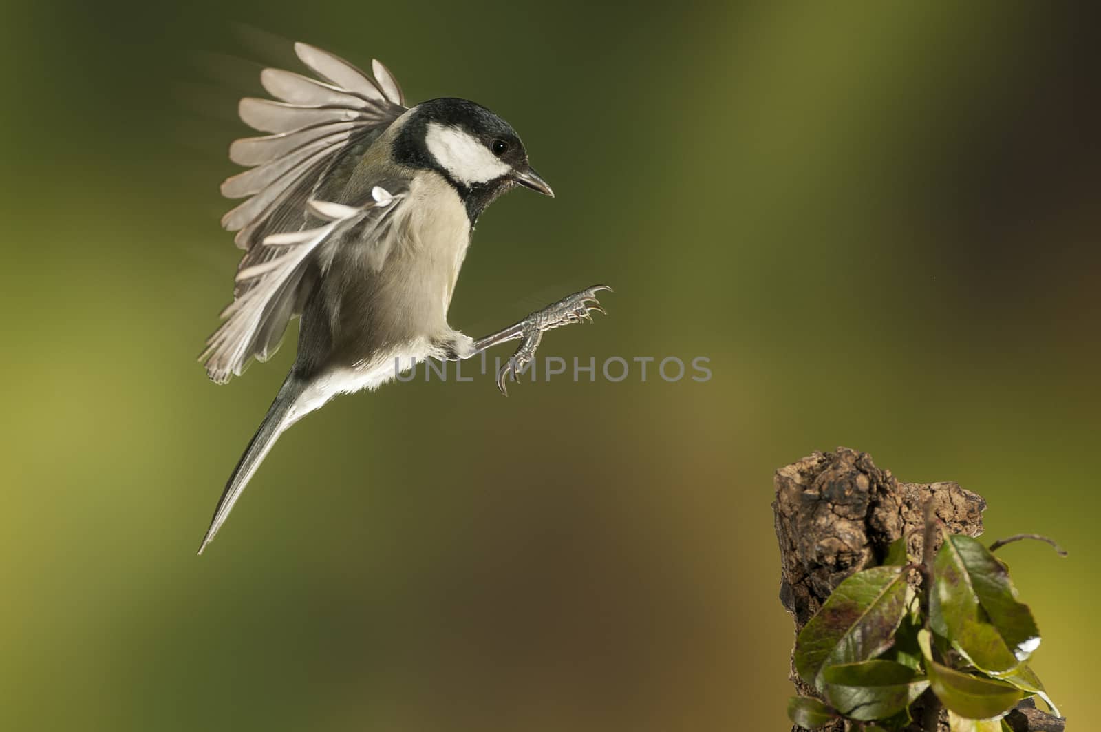 Great tit (Parus major). Garden bird, Flying with green backgrou by jalonsohu@gmail.com